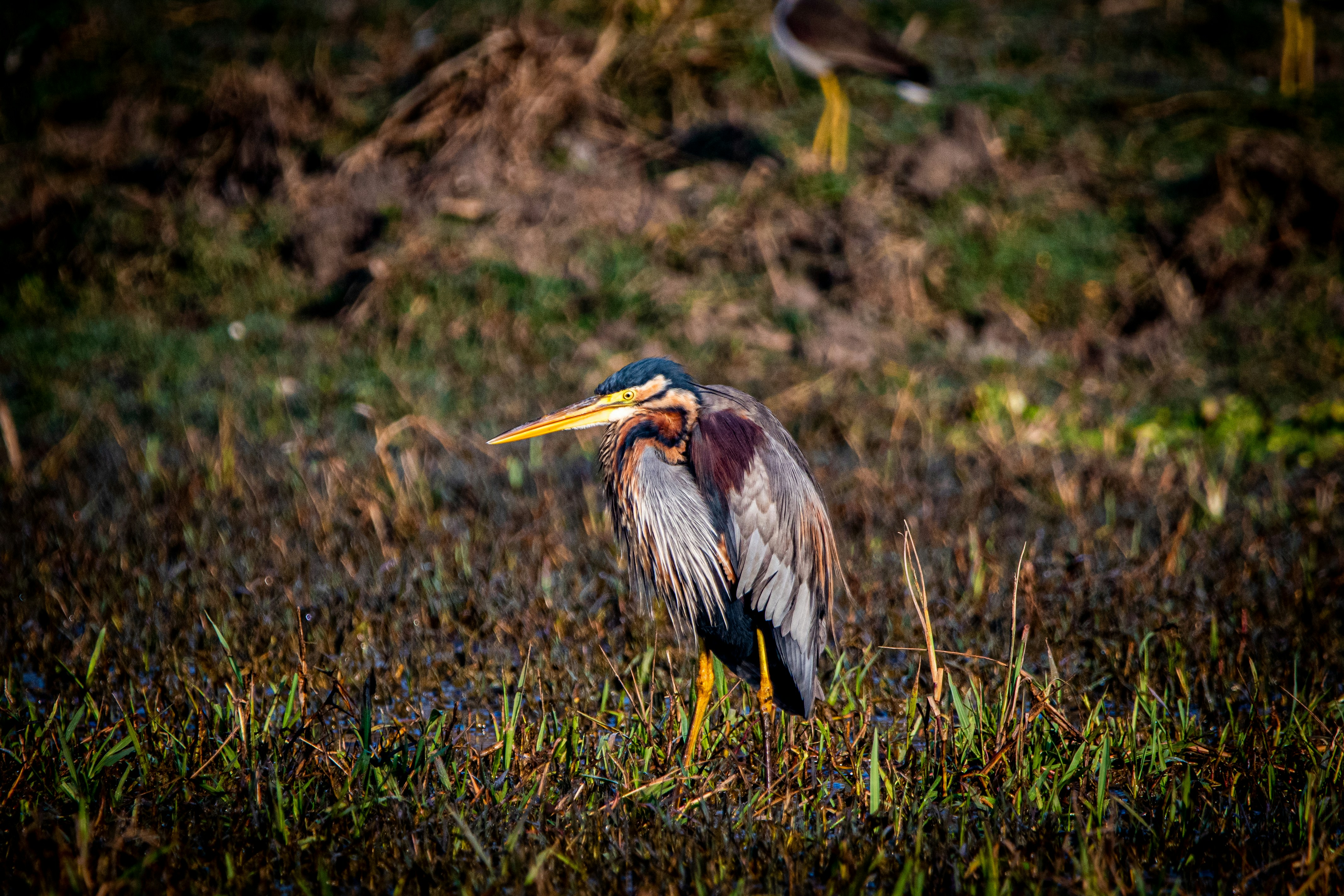 Photo by amitrai10
