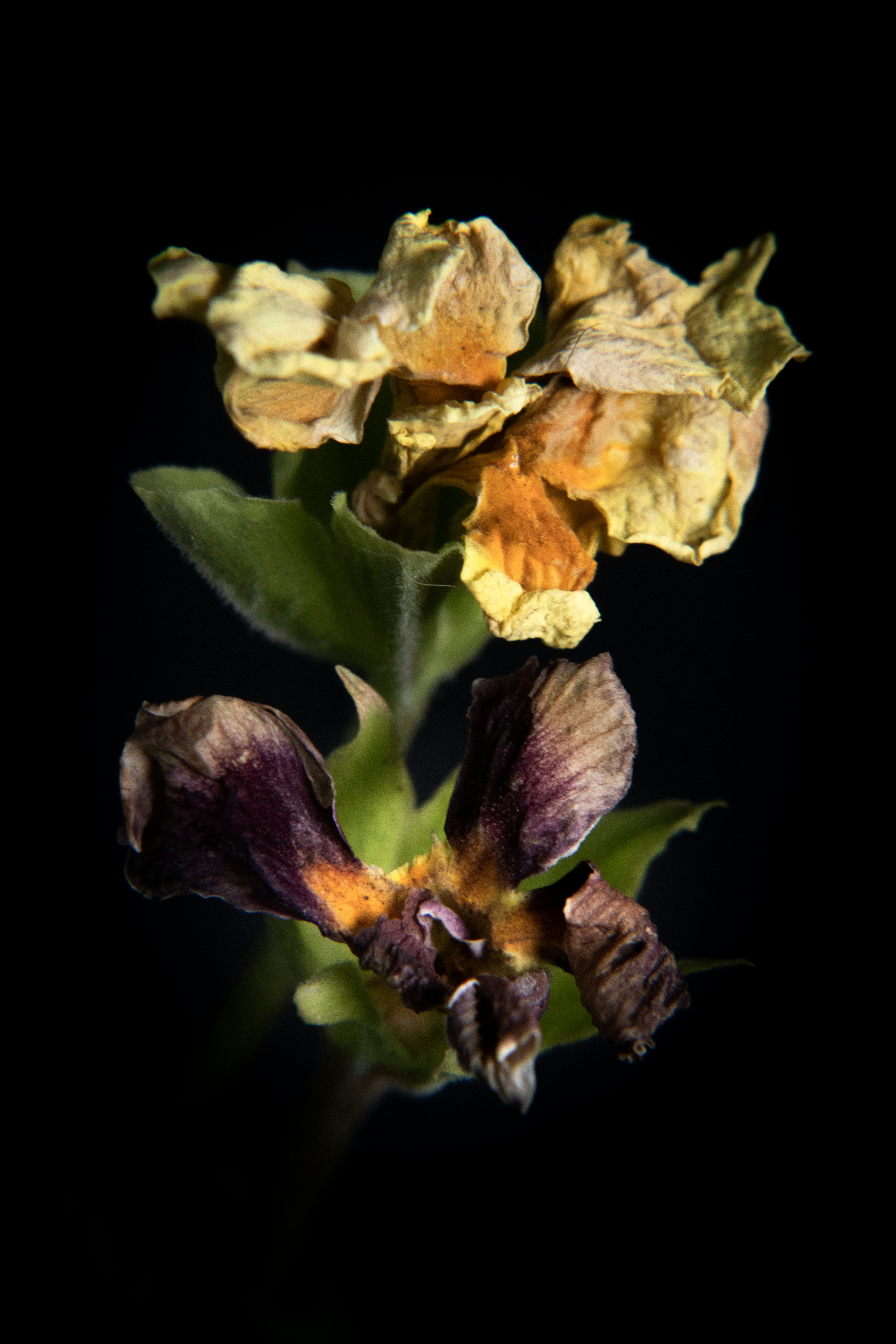 Due fiori appassiti con stelo verde su sfondo nero