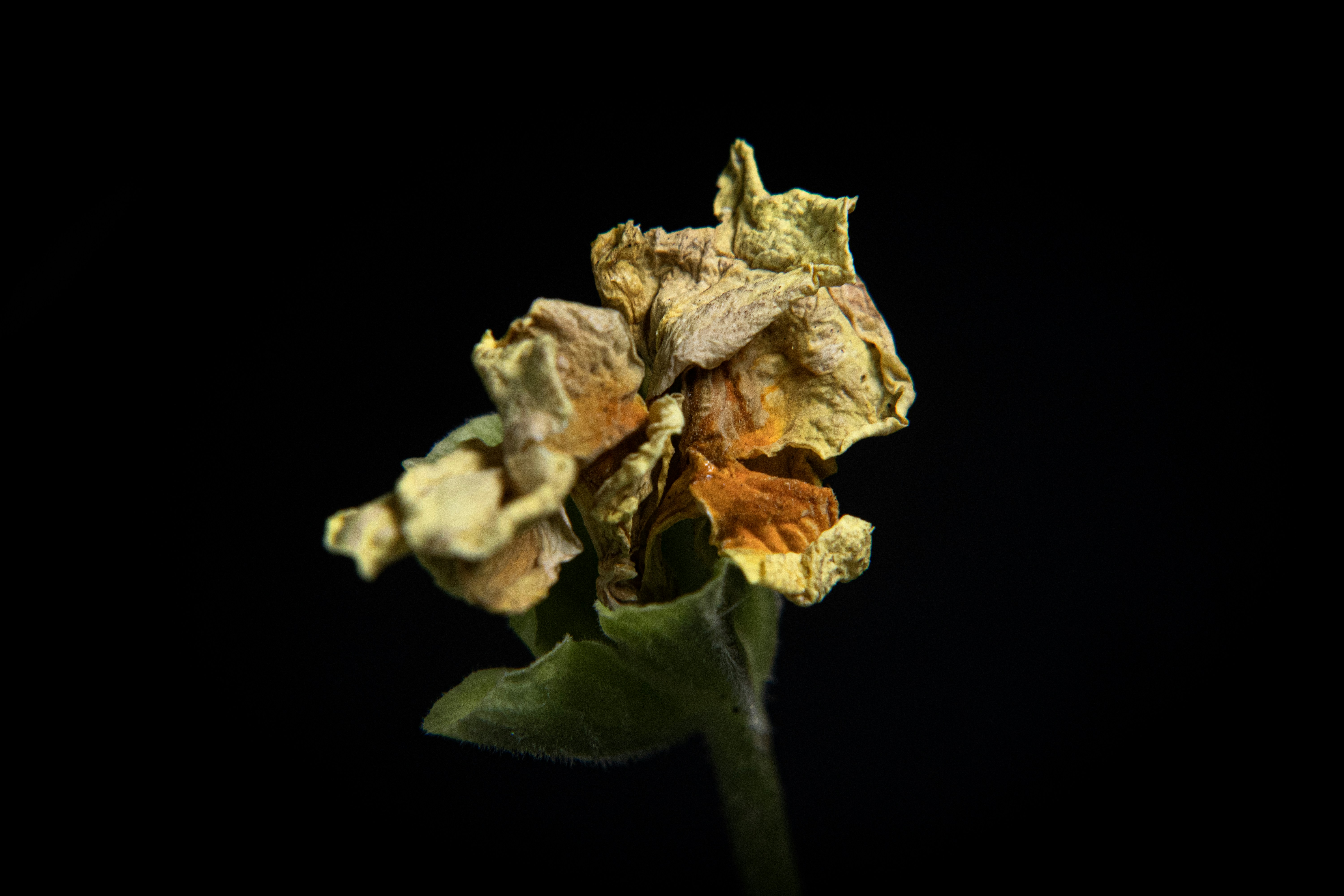 Un fiore giallo secco con stelo verde su sfondo nero