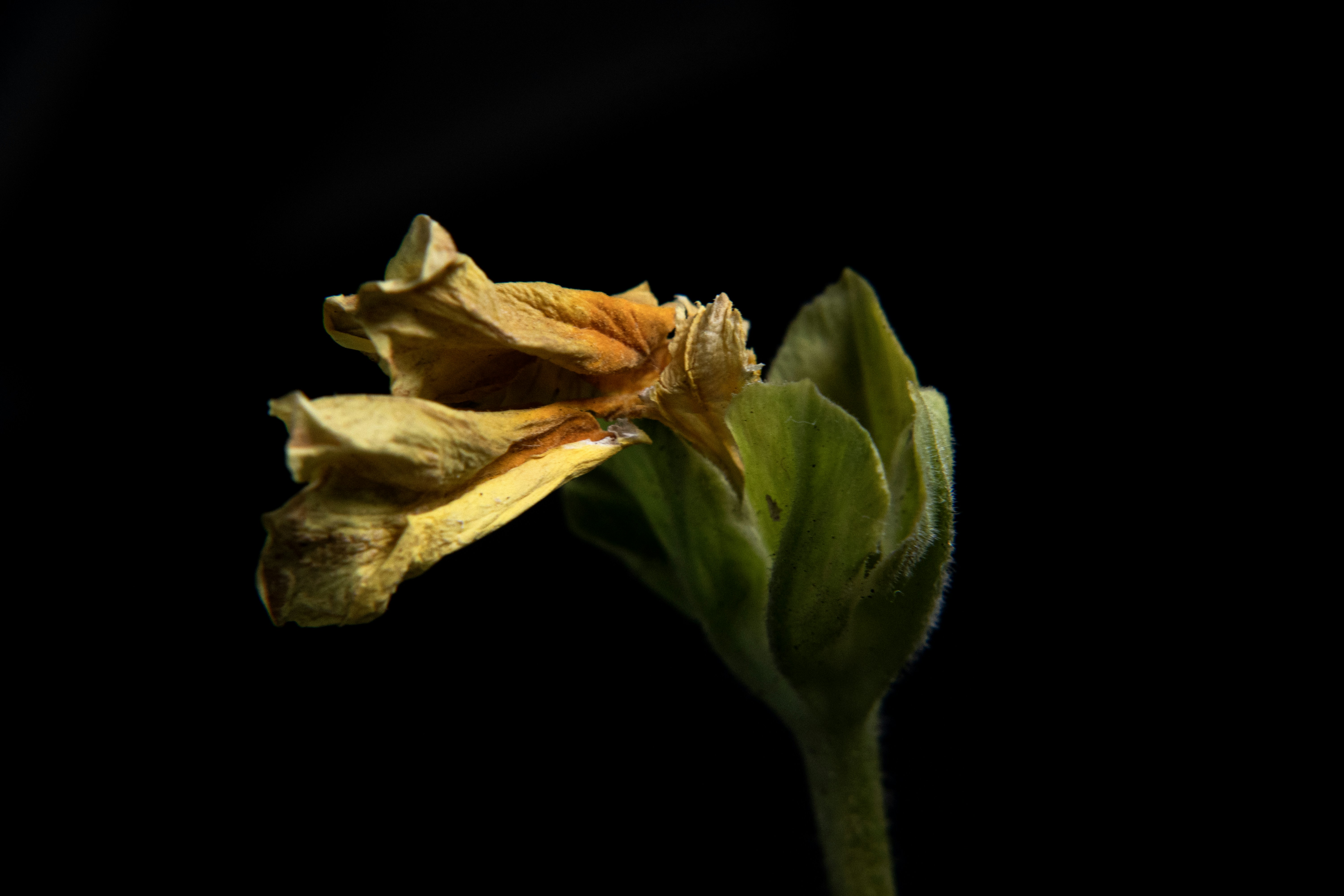 Un fiore giallo appassito su uno sfondo nero.