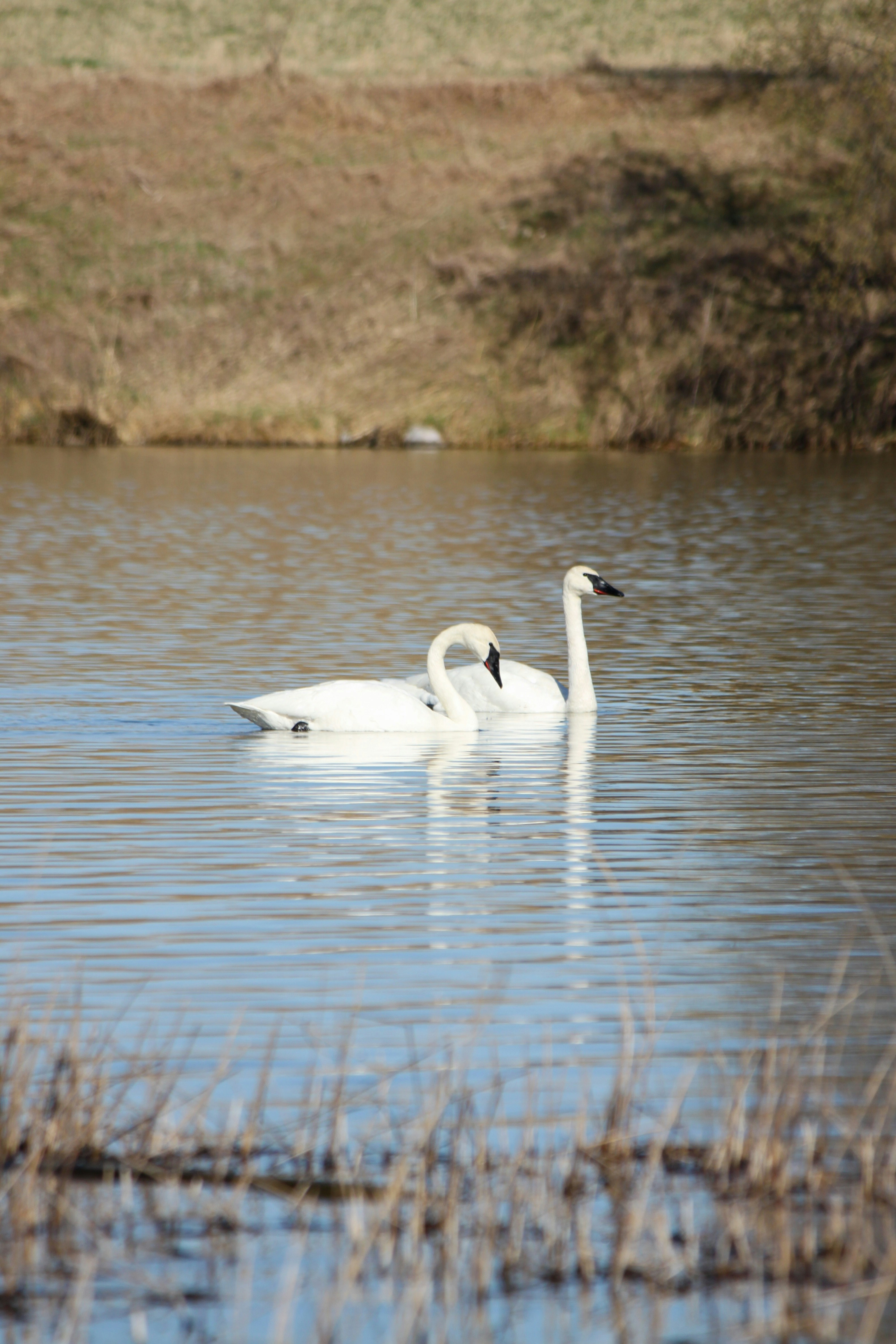 Deux cygnes blancs nageant dans un lac calme