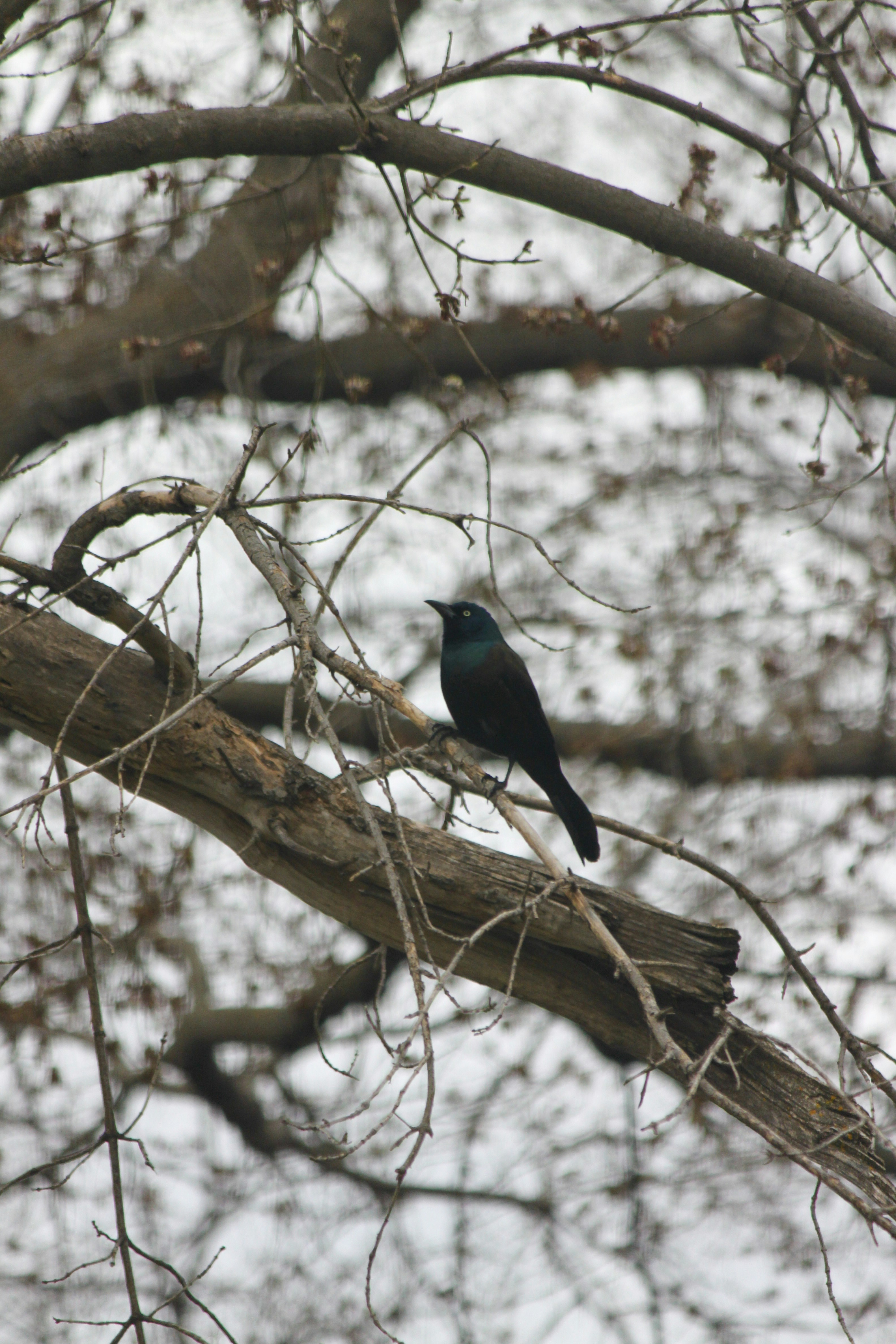 Un oiseau sombre perché sur une branche nue d’arbre.