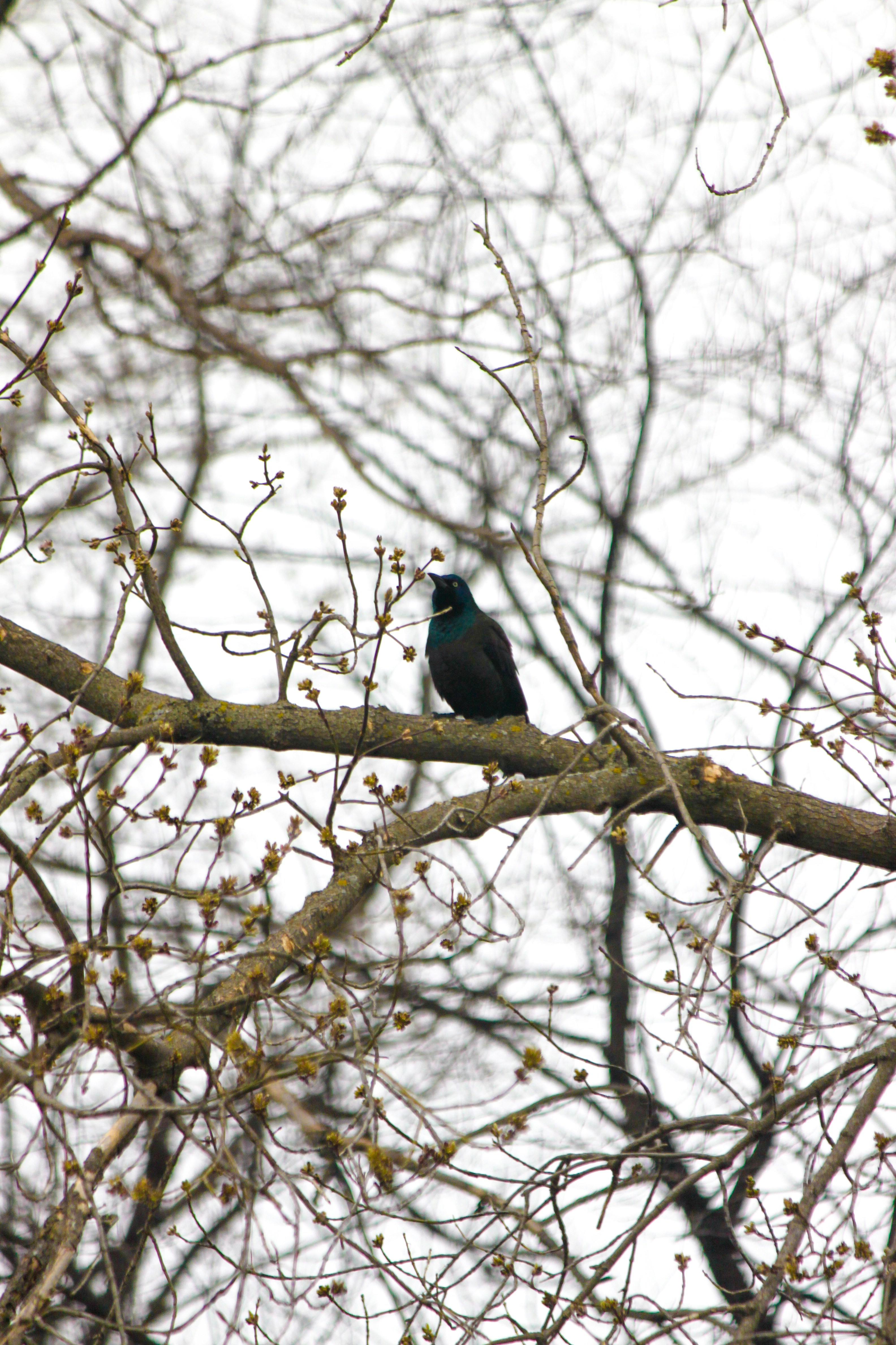 Un oiseau sombre perché sur une branche nue d’arbre.