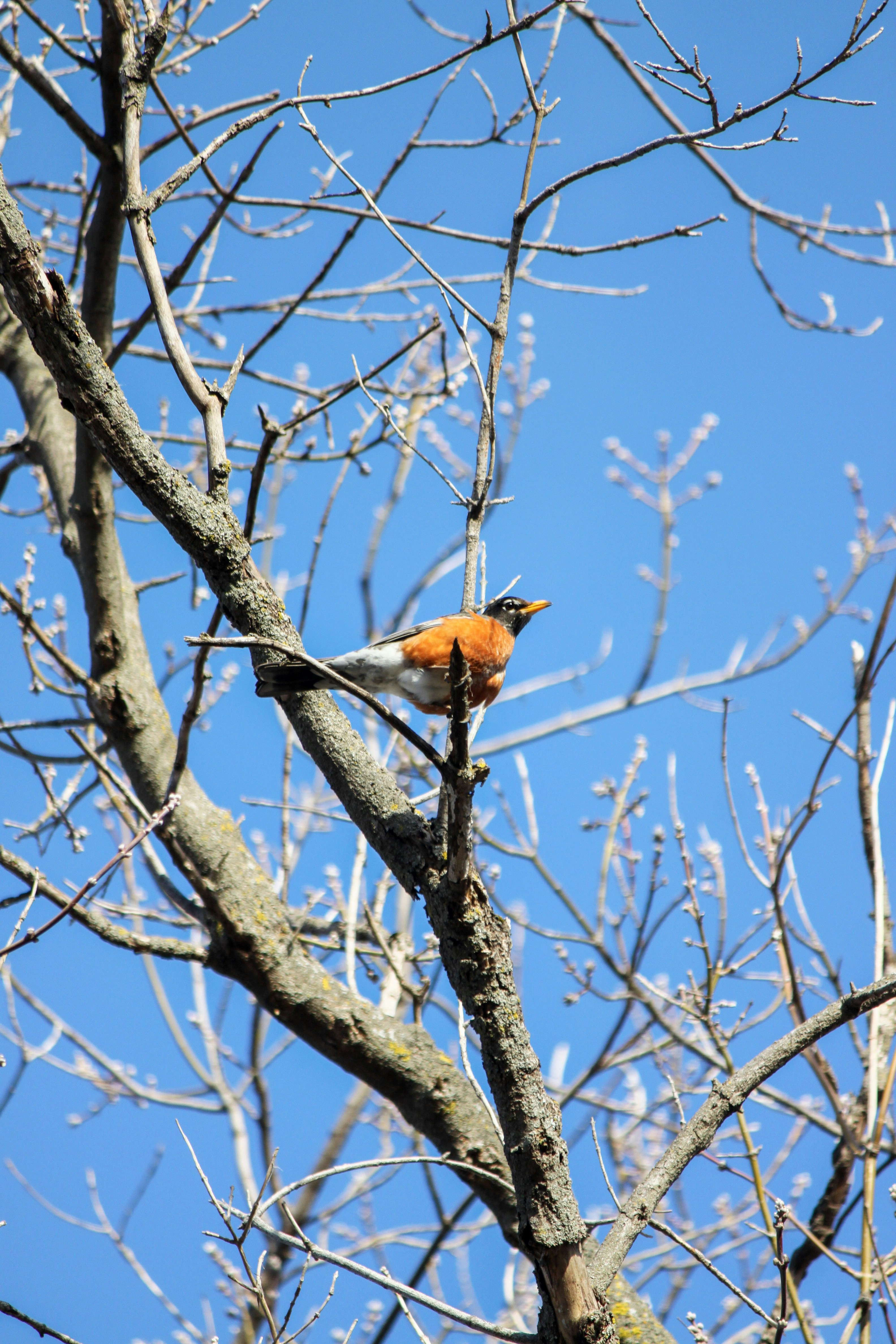 Un rouge-gorge américain perché sur une branche nue d’arbre.