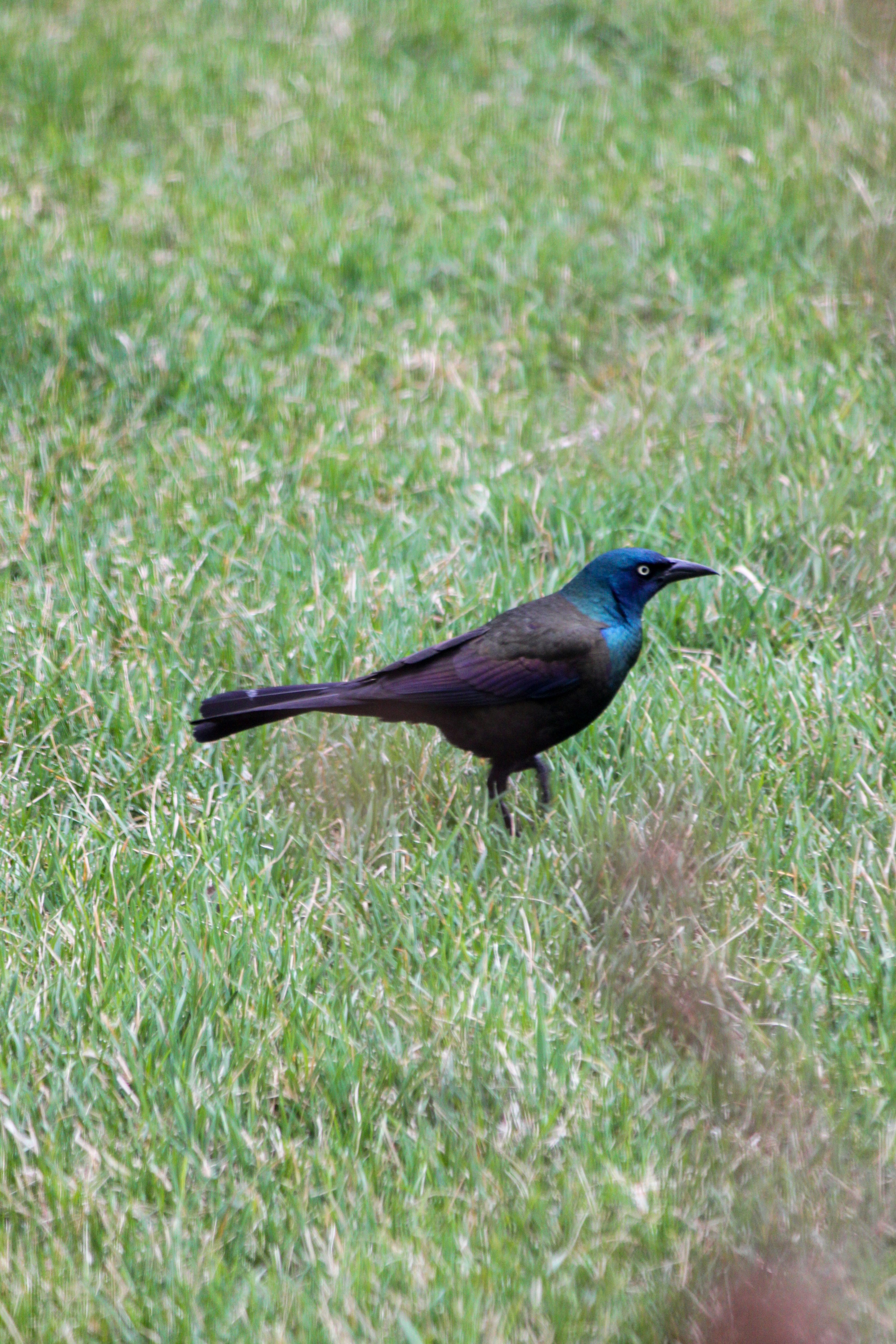 Un oiseau irisé foncé se tient sur une herbe verte.