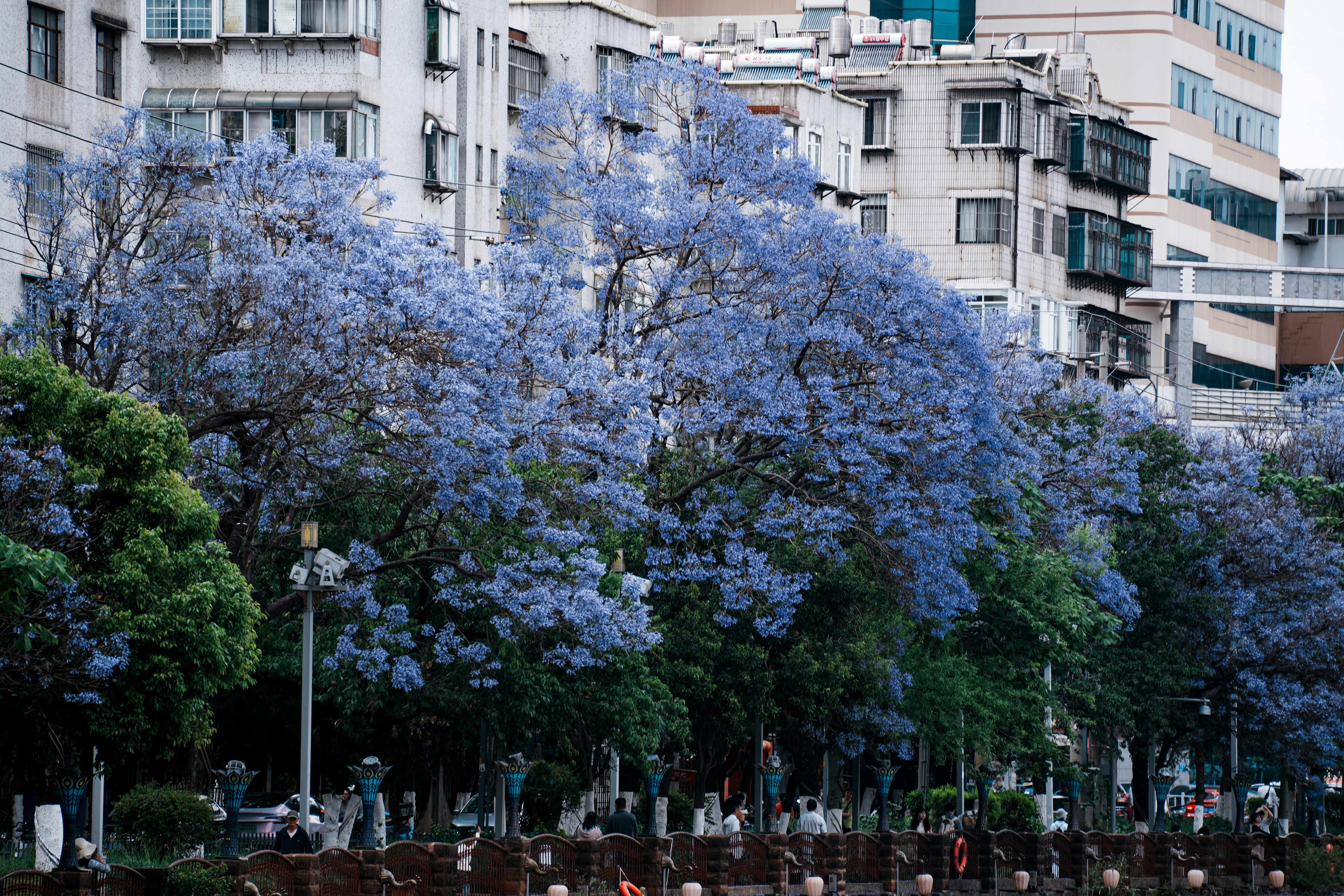 The Best Time of Year to See Blue Jacaranda Trees in Full Bloom: A Global Guide to Purple Paradise in 2026