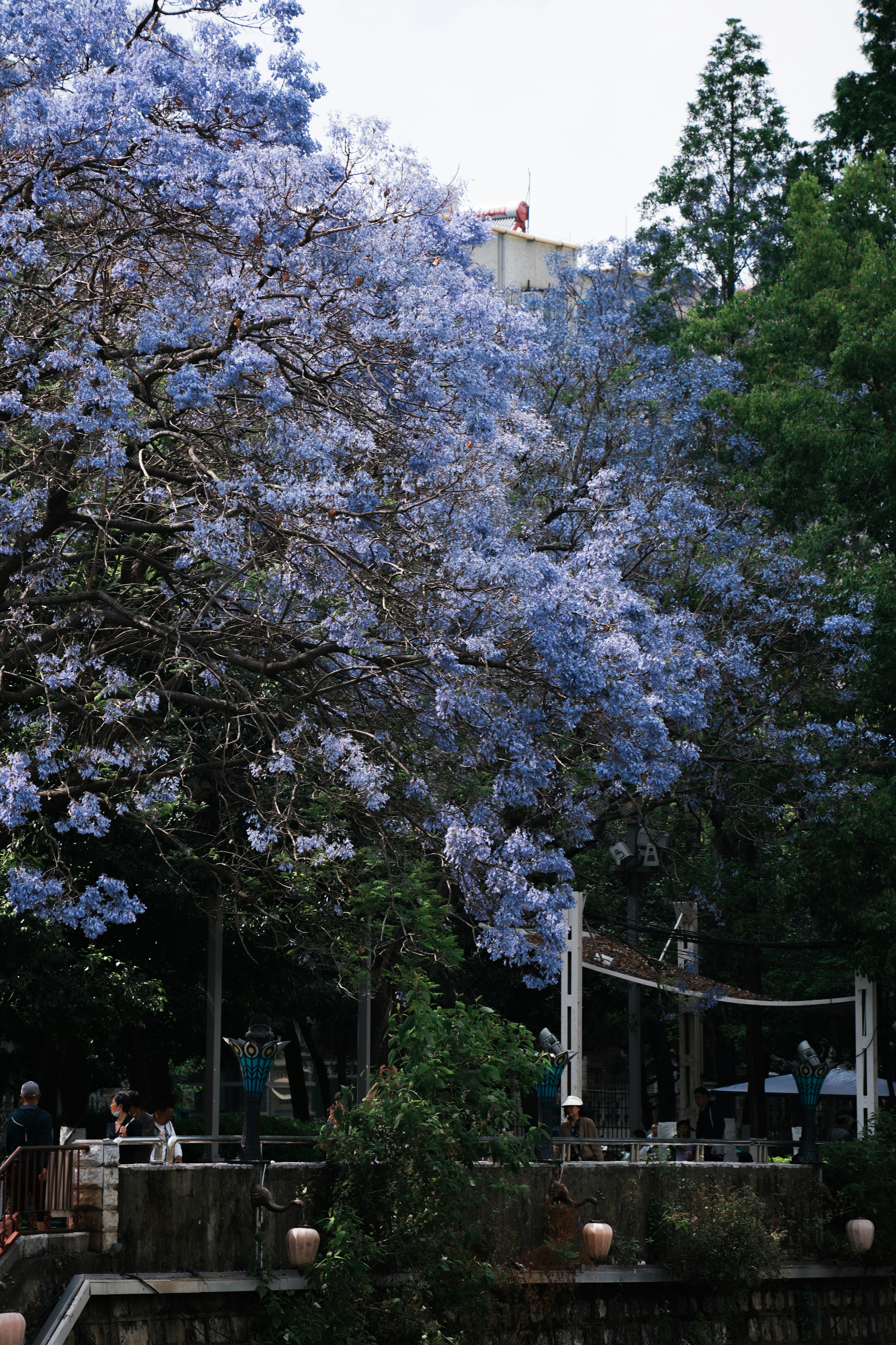 Uma grande árvore com flores roxas vibrantes floresce.
