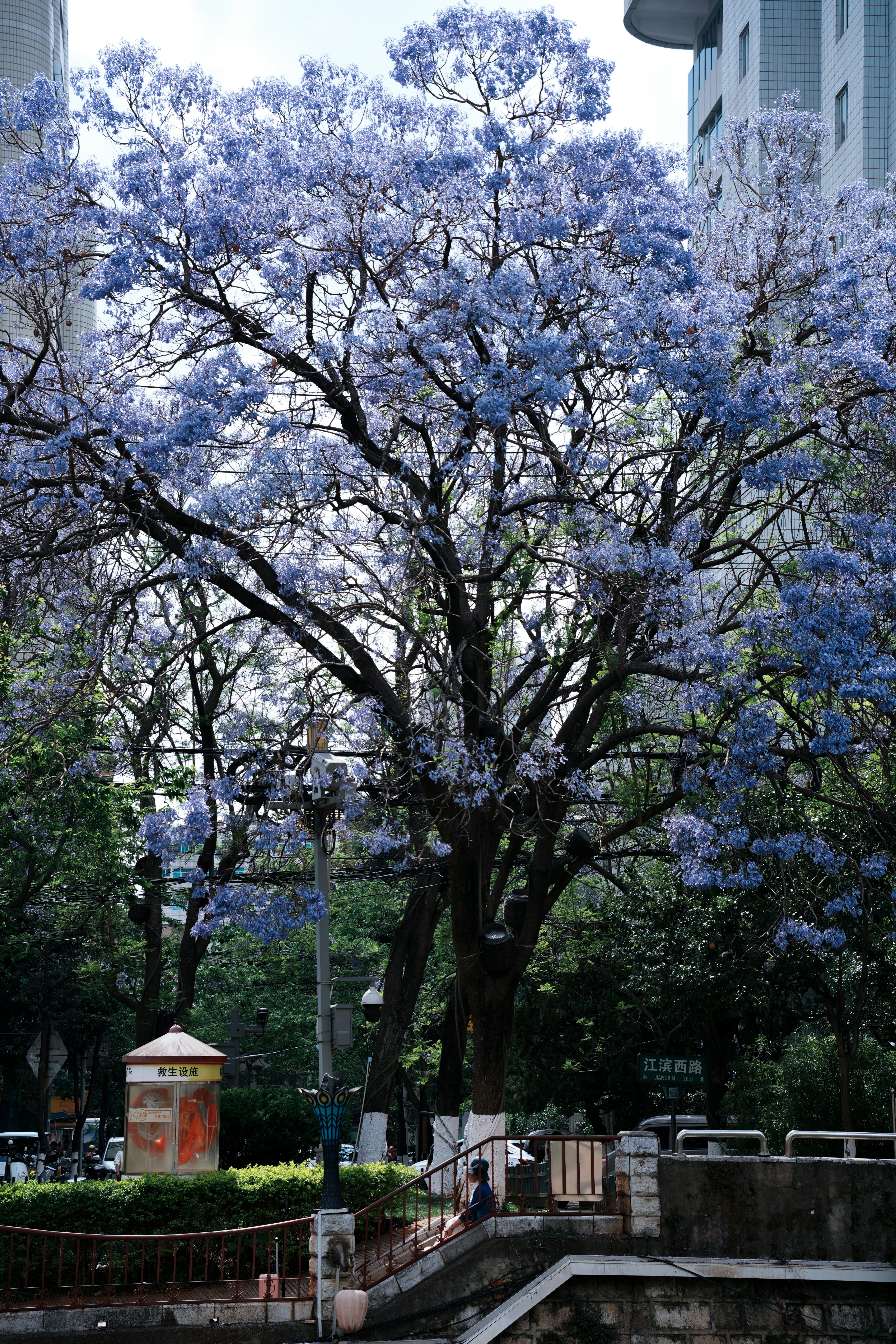 Uma grande árvore de jacaranda com flores roxas vibrantes.