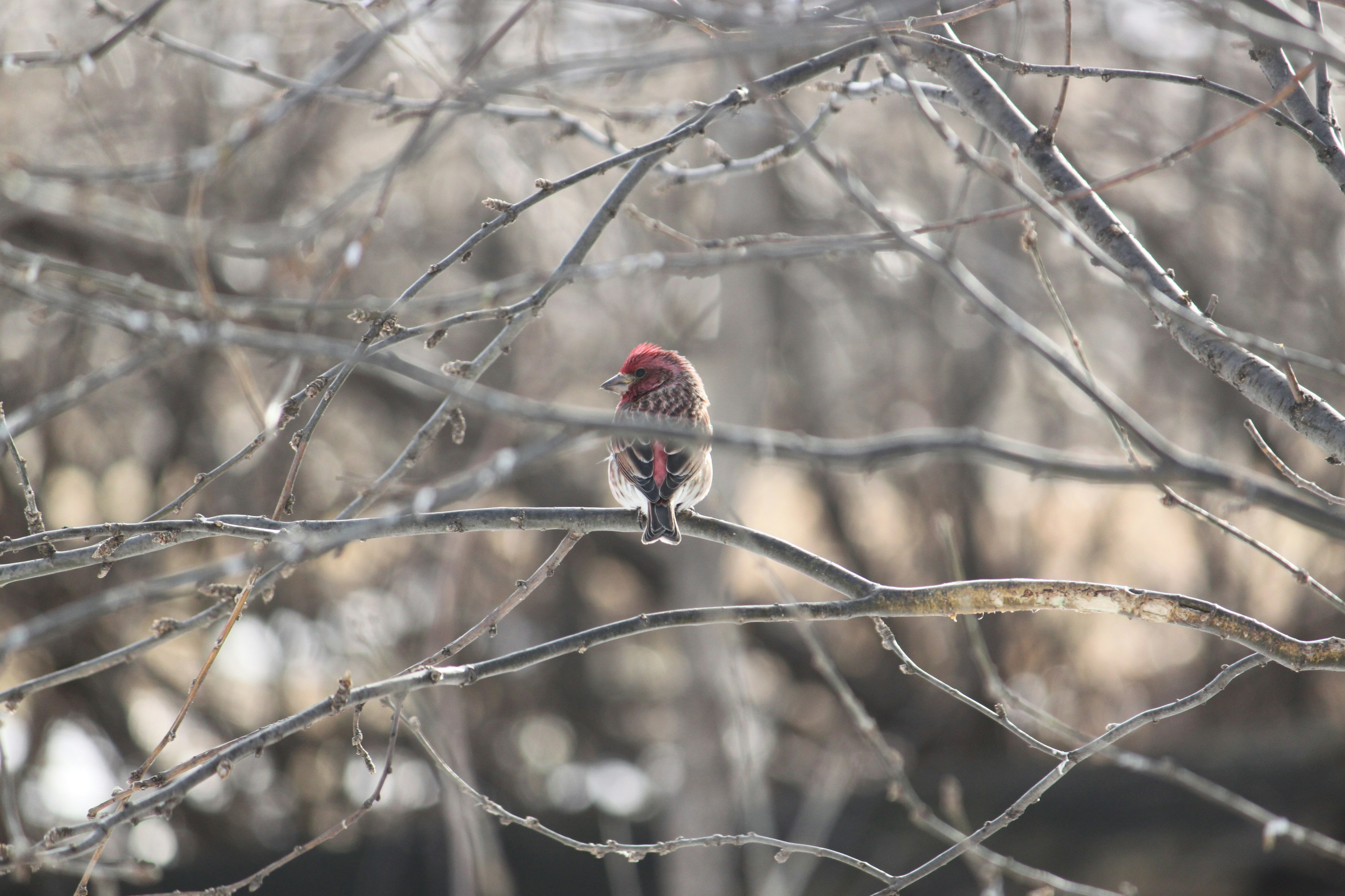 Un petit oiseau perché sur une branche nue d’arbre.