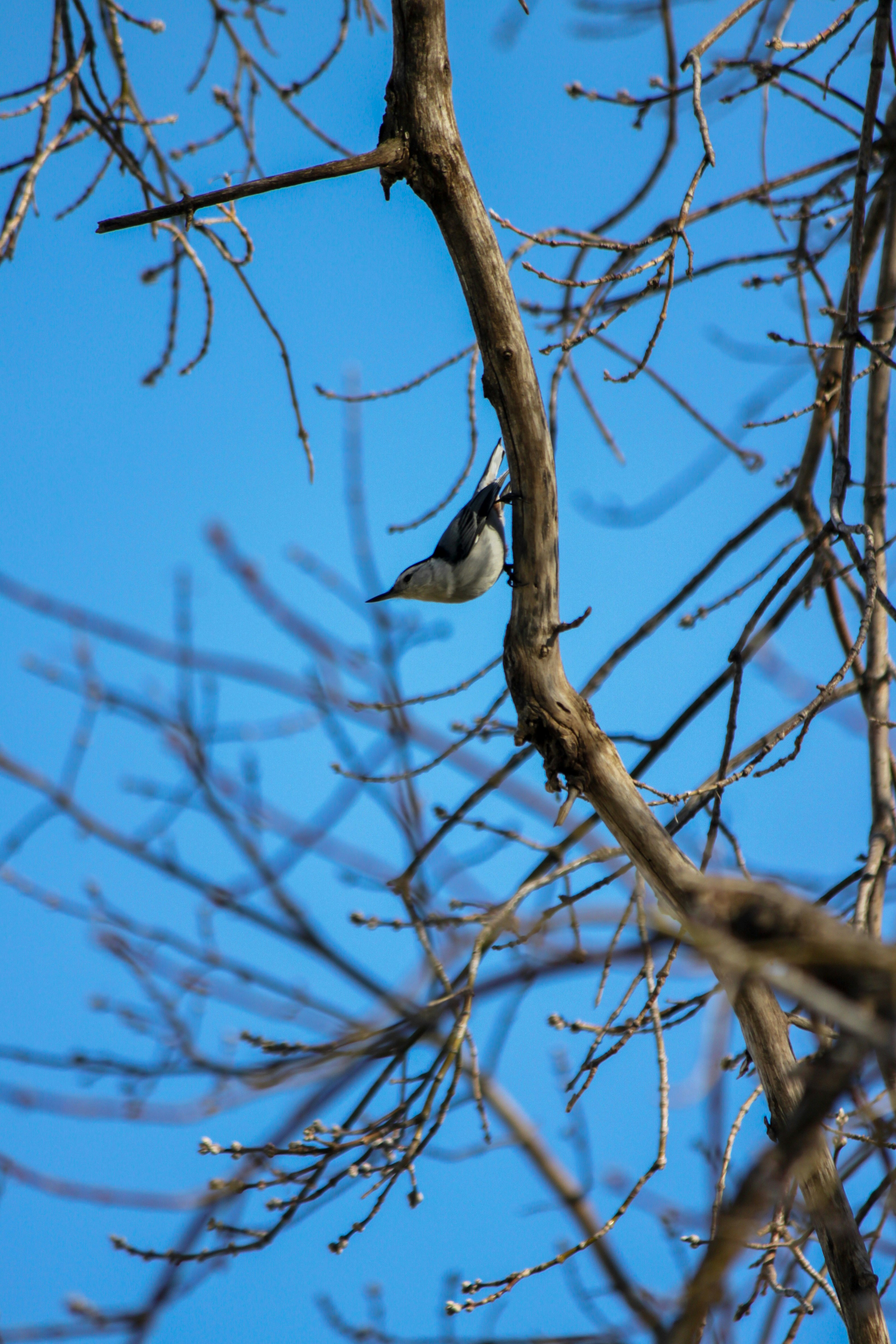 Un petit oiseau s’accroche à une branche d’arbre.
