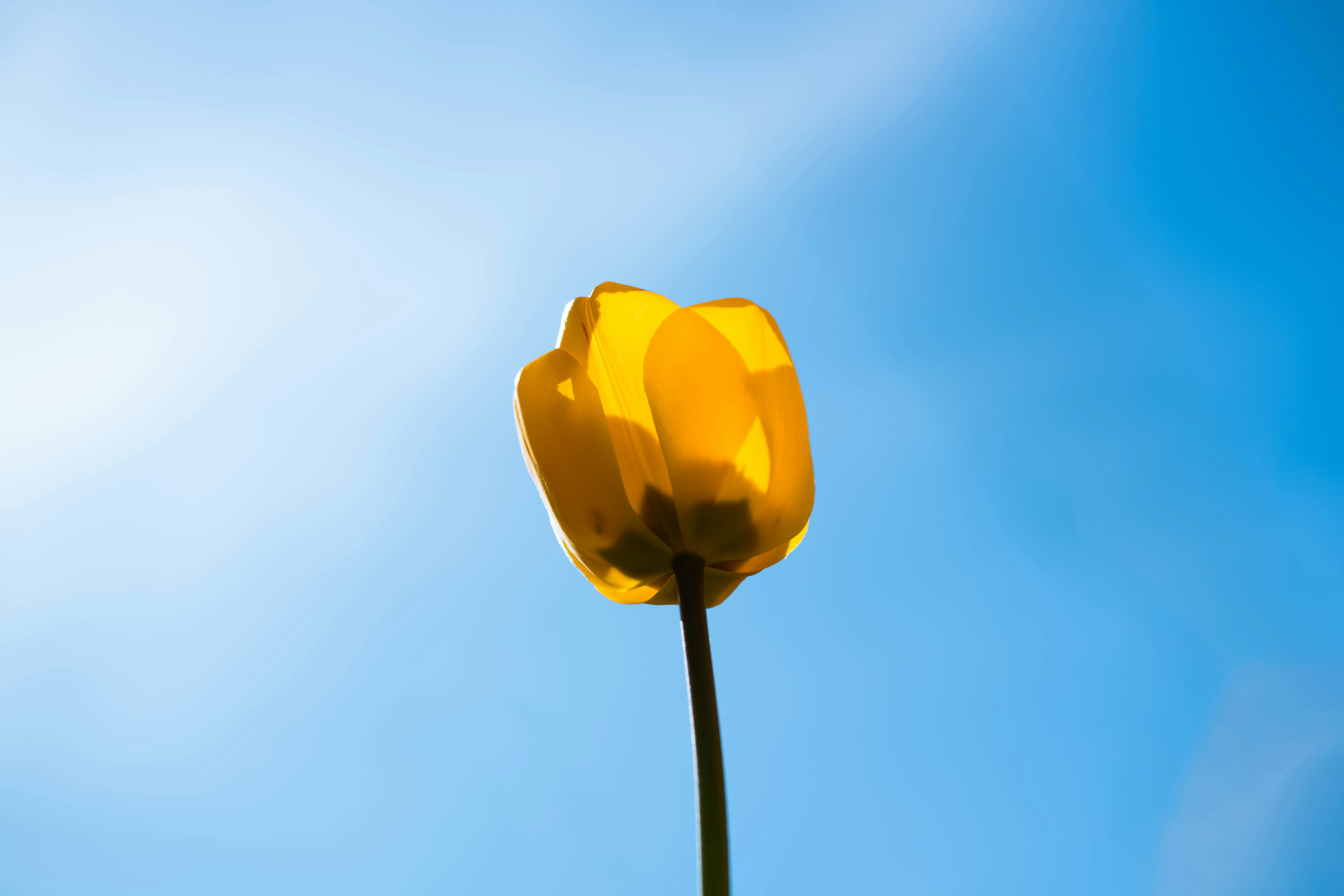 Un solo tulipán amarillo contra un cielo azul brillante.