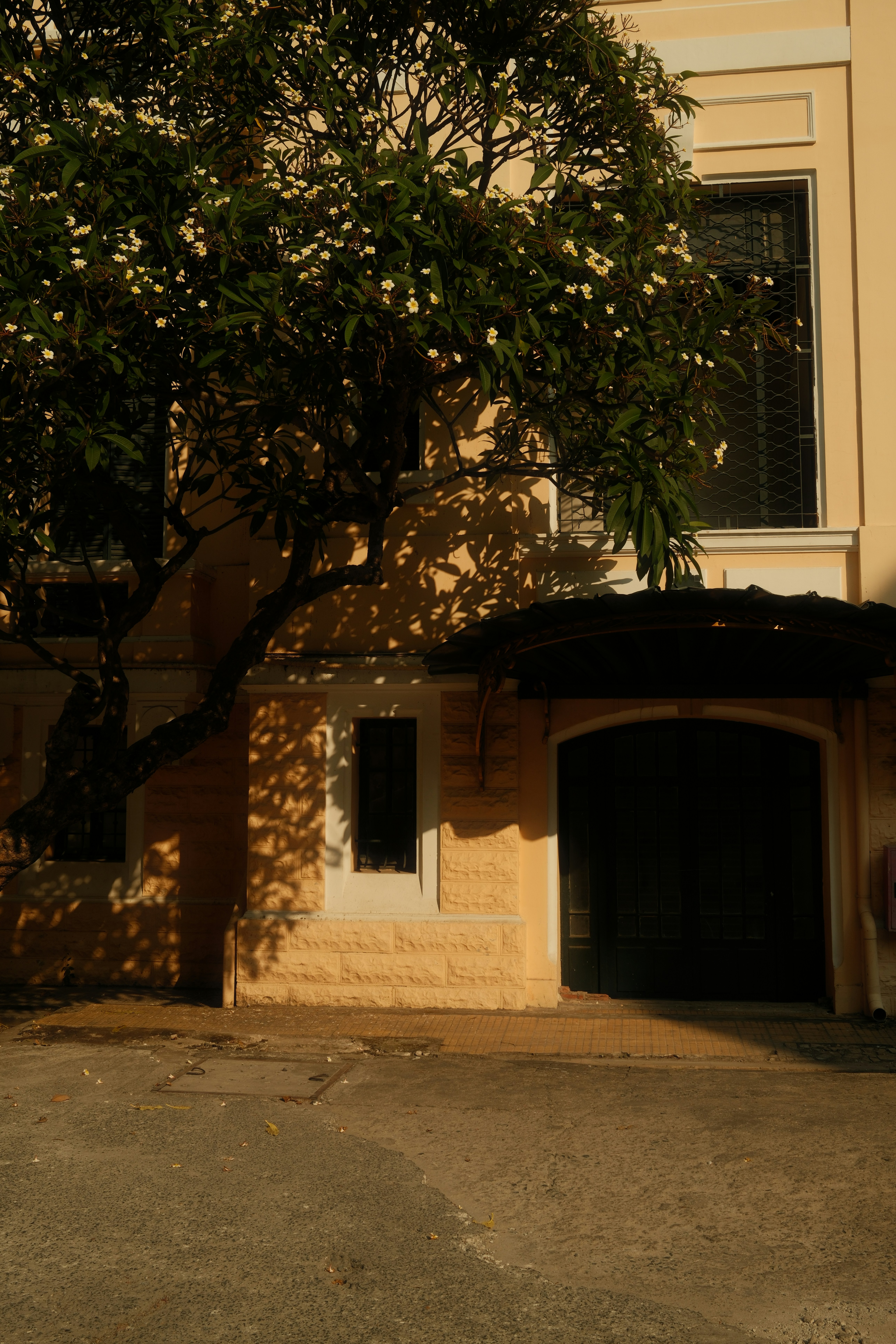Albero con fiori bianchi davanti a un edificio