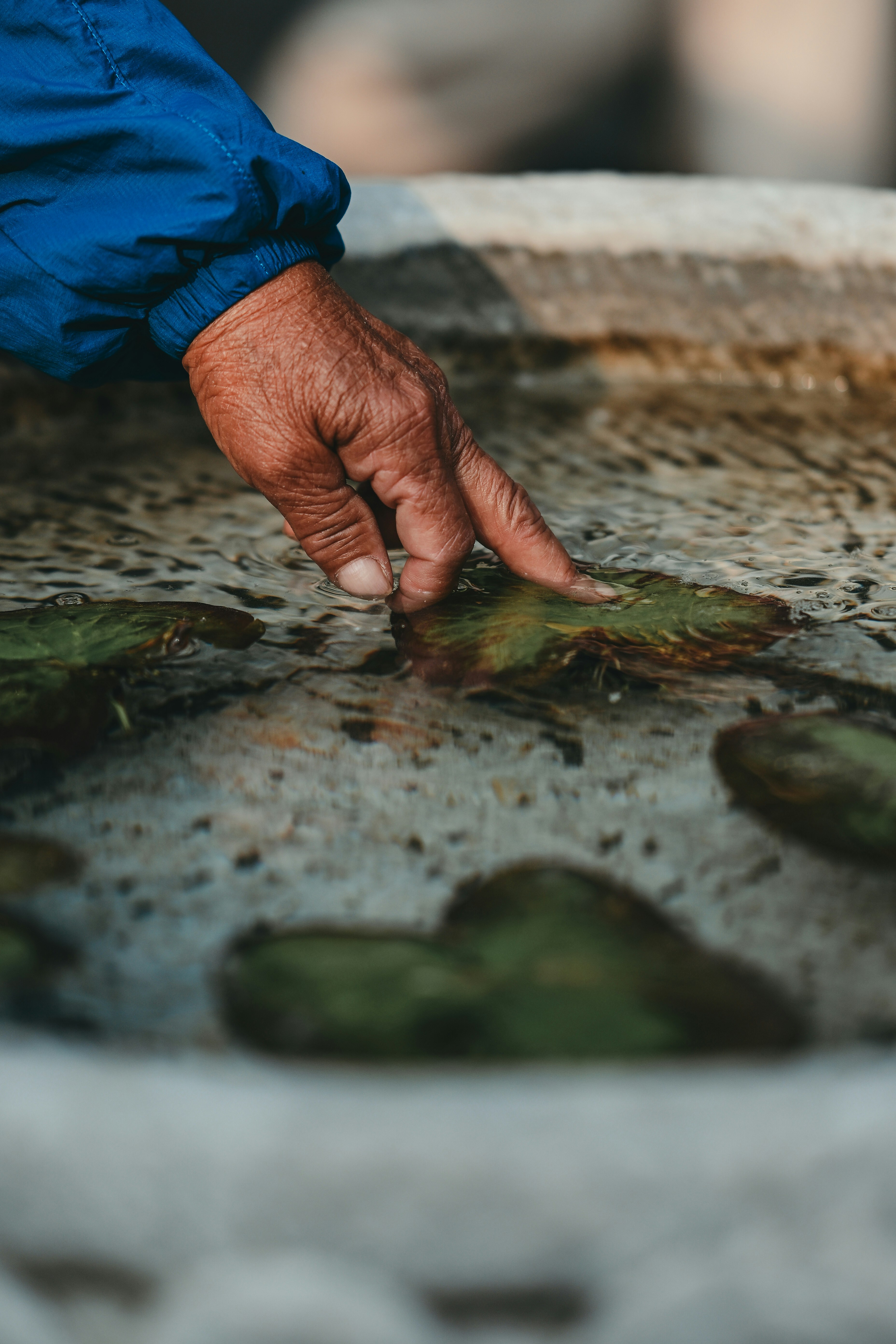 Una mano toca las hojas de nenúfares flotando sobre el agua.