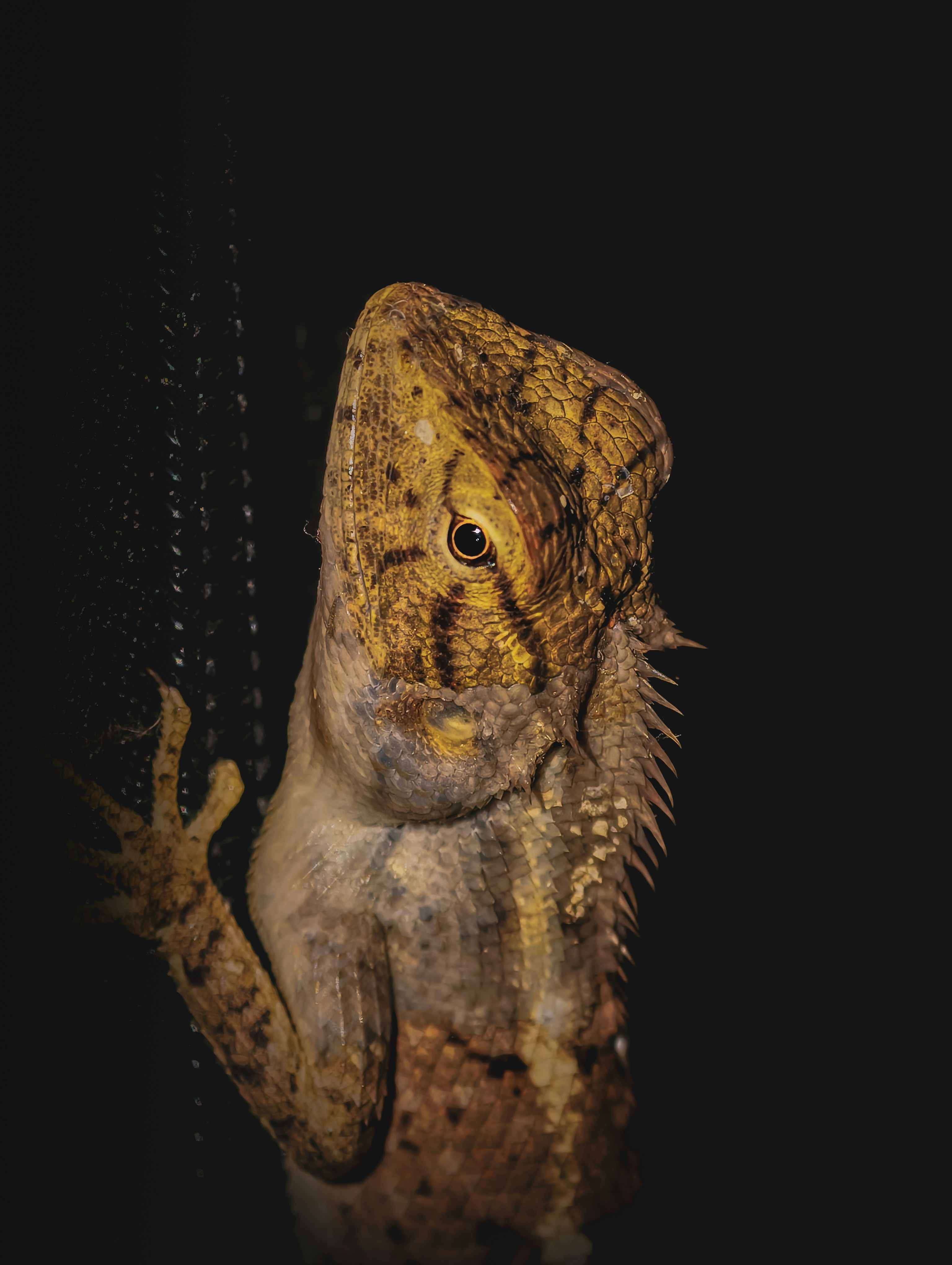 A lizard with textured skin on a dark background