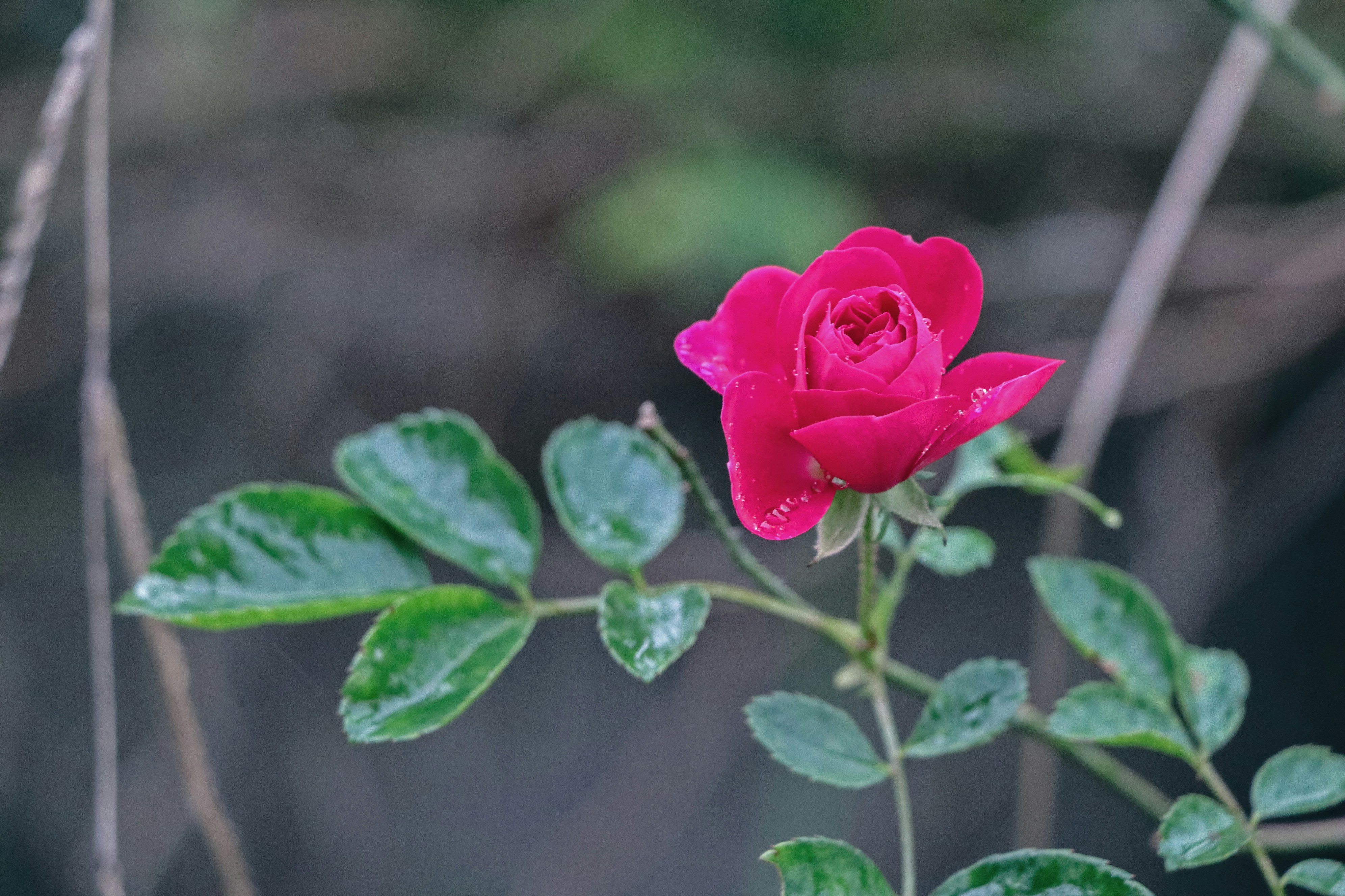 Photo by sshiva