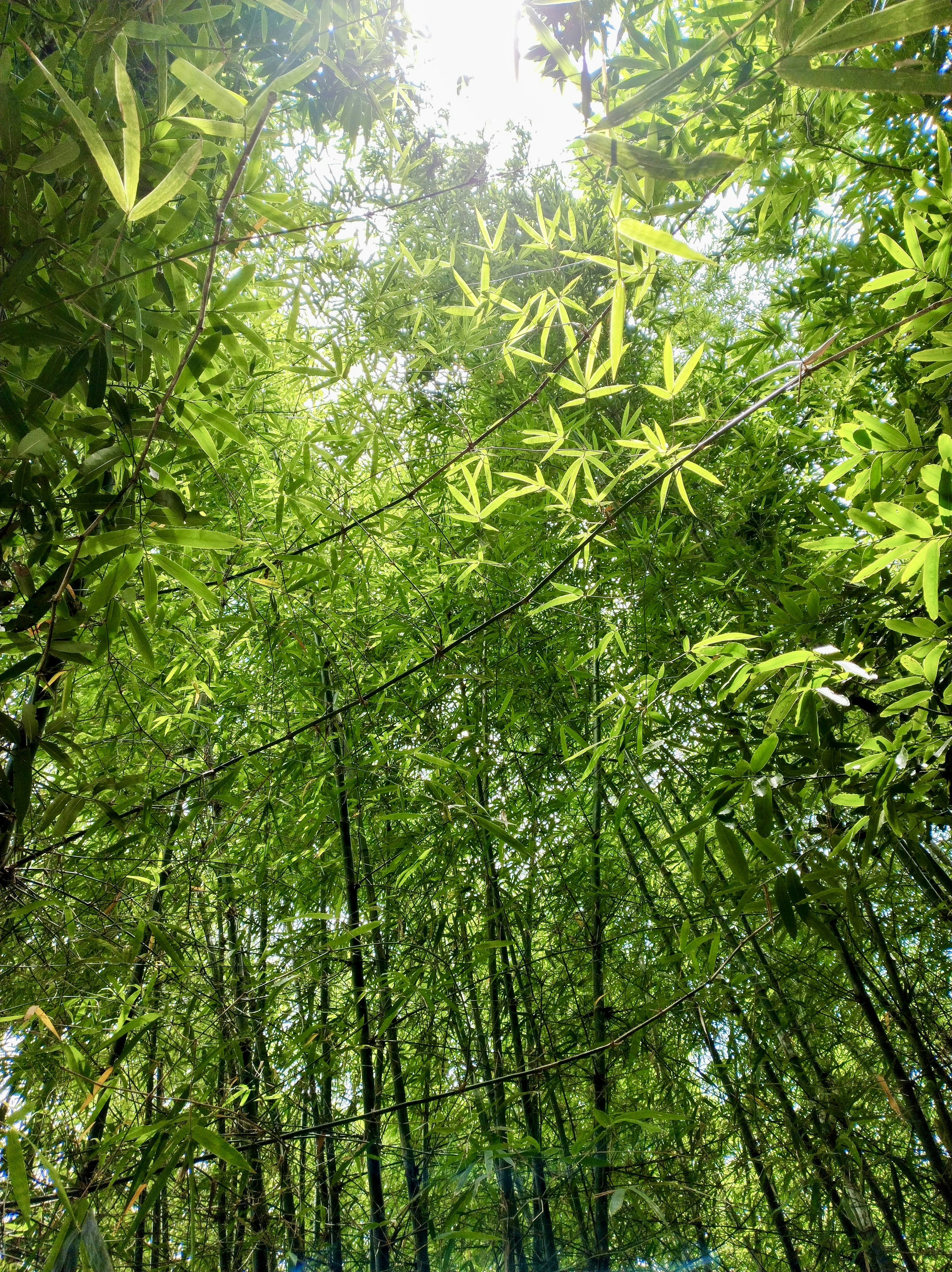 Photo by toushifalam