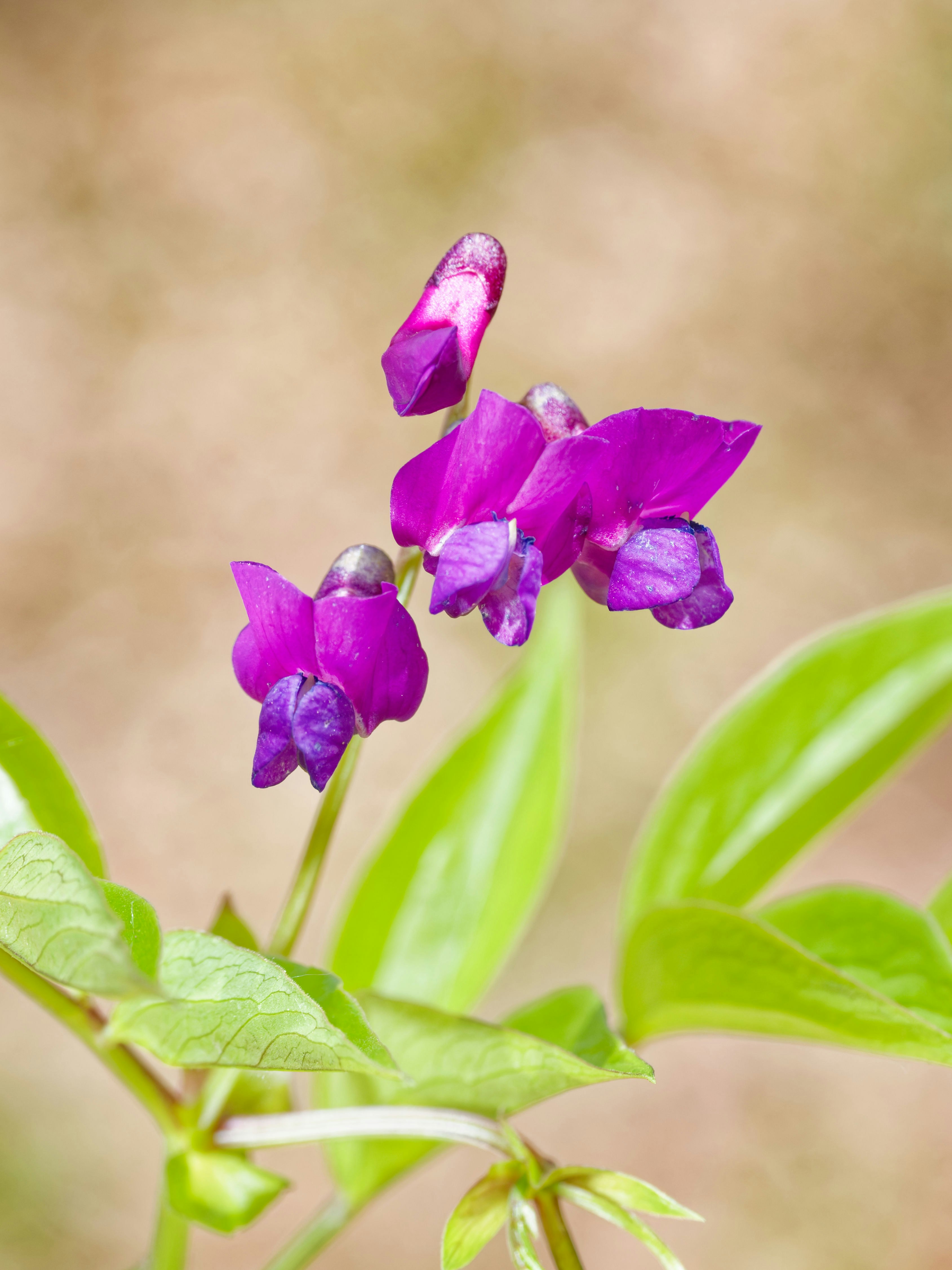 Lila Wildblumen mit grünen Blättern blühen sanft.