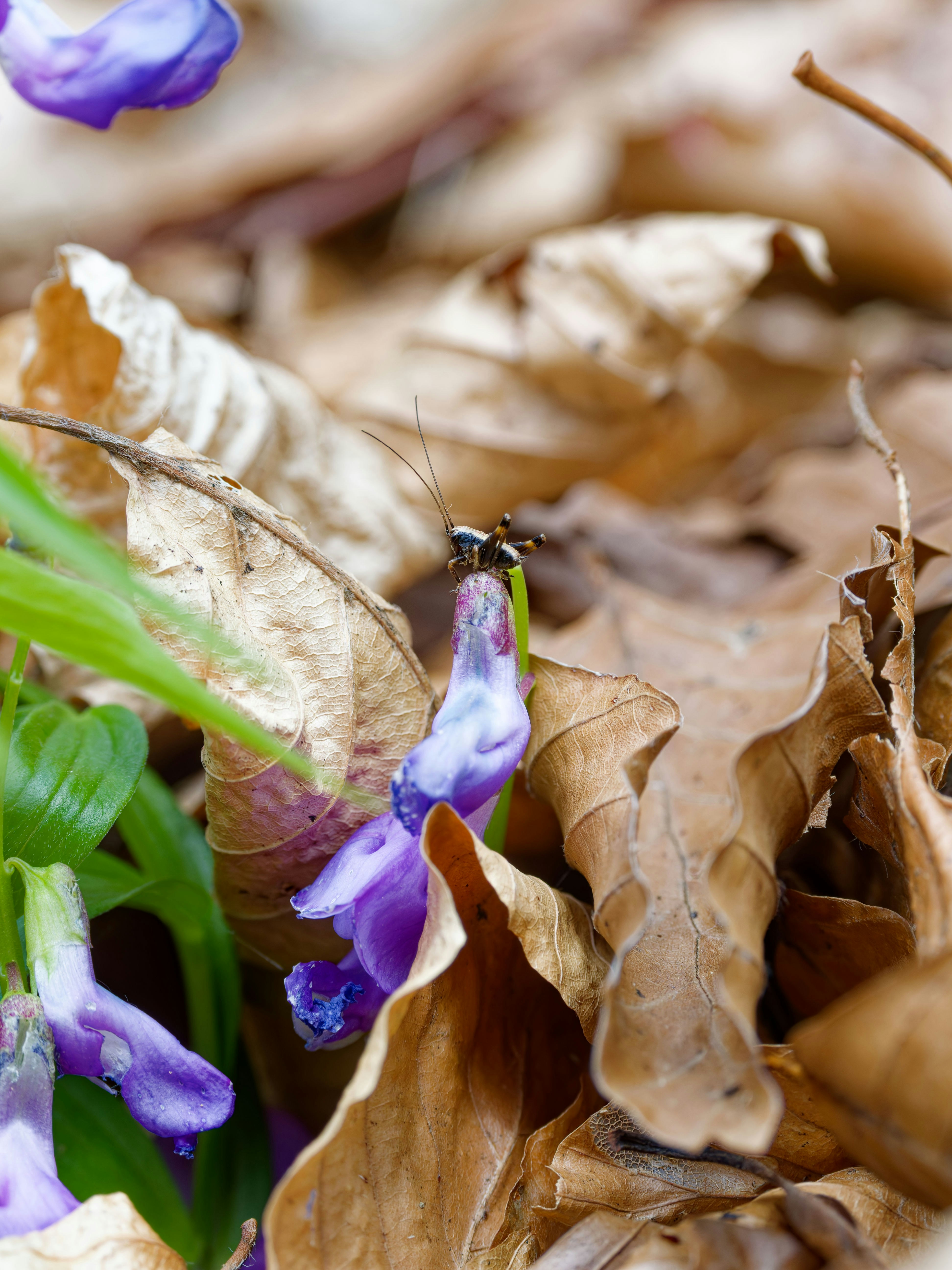 Ein kleines Insekt ruht auf einer zarten violetten Blume.