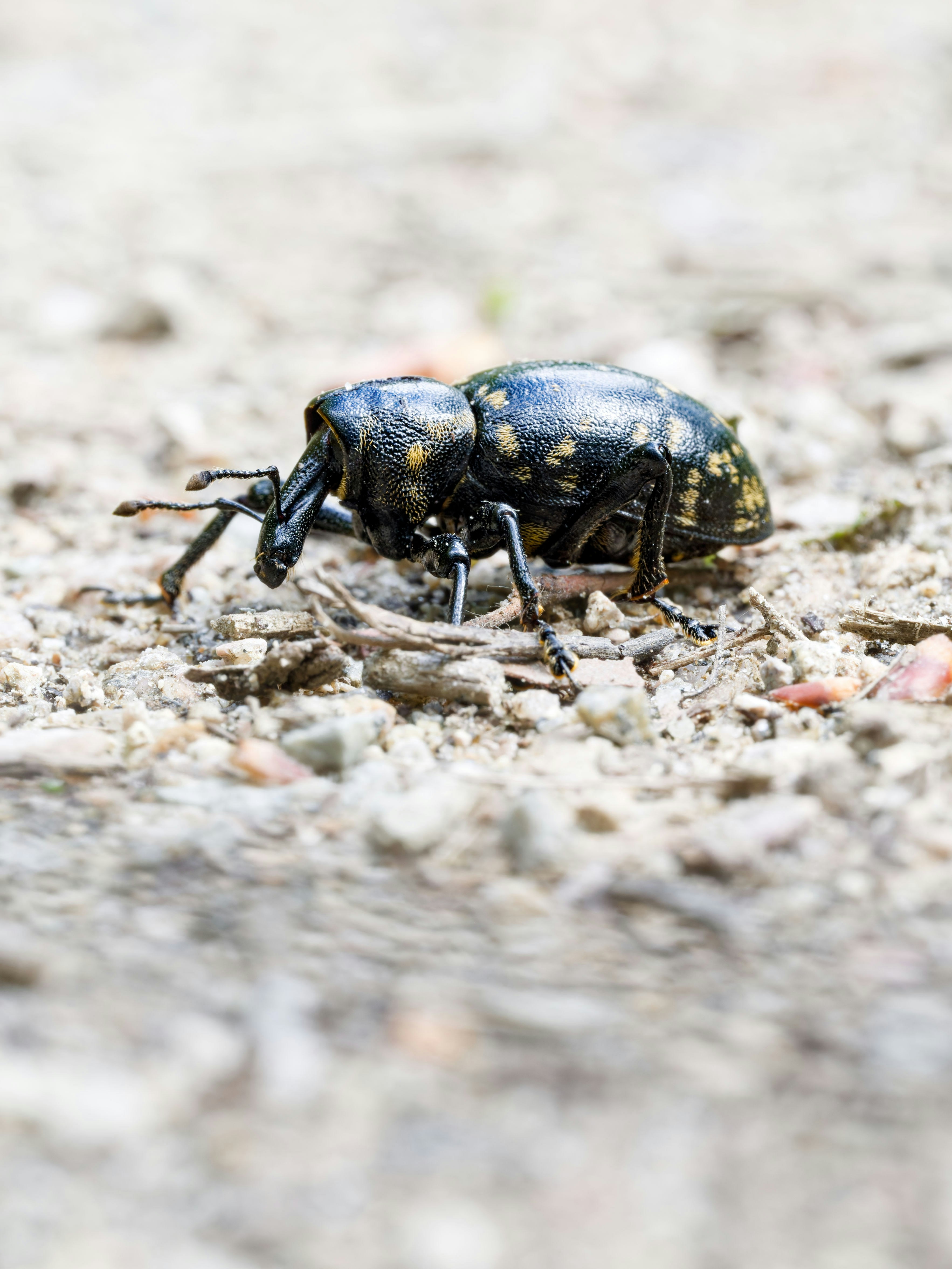 Ein großer schwarzer Käfer mit gelben Flecken am Boden.
