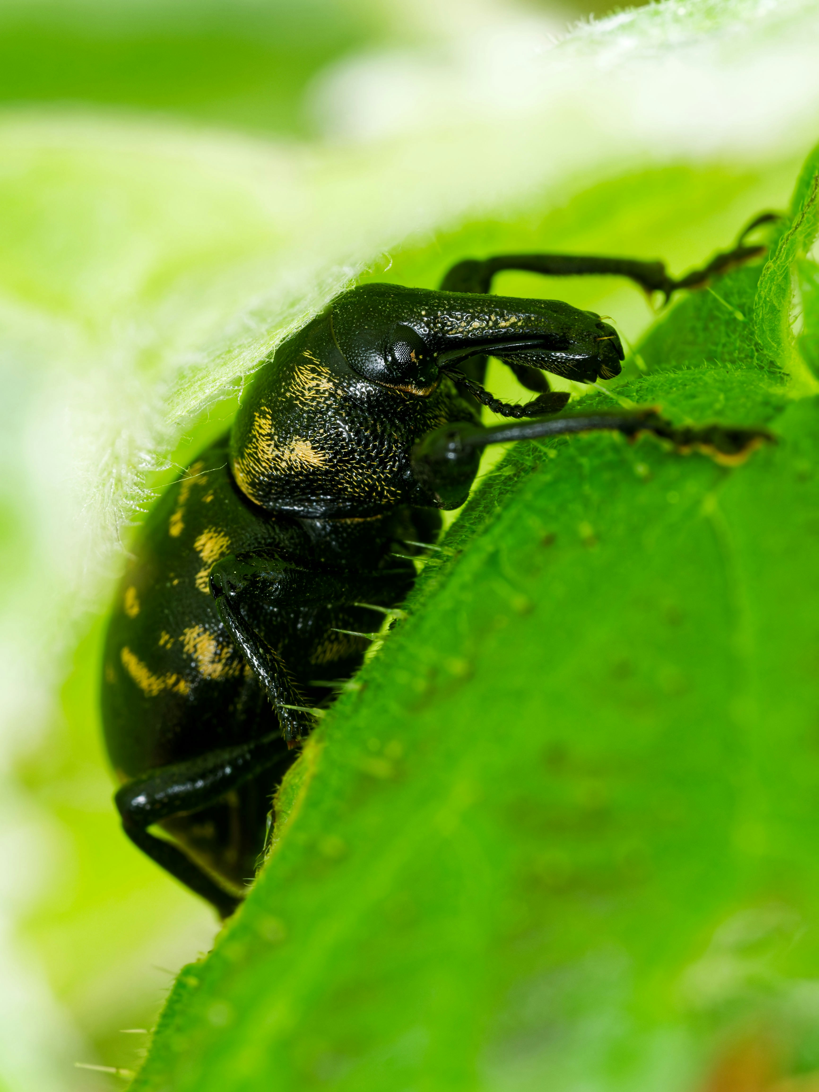 Ein schwarzer Käfer mit gelben Flecken auf einem grünen Blatt