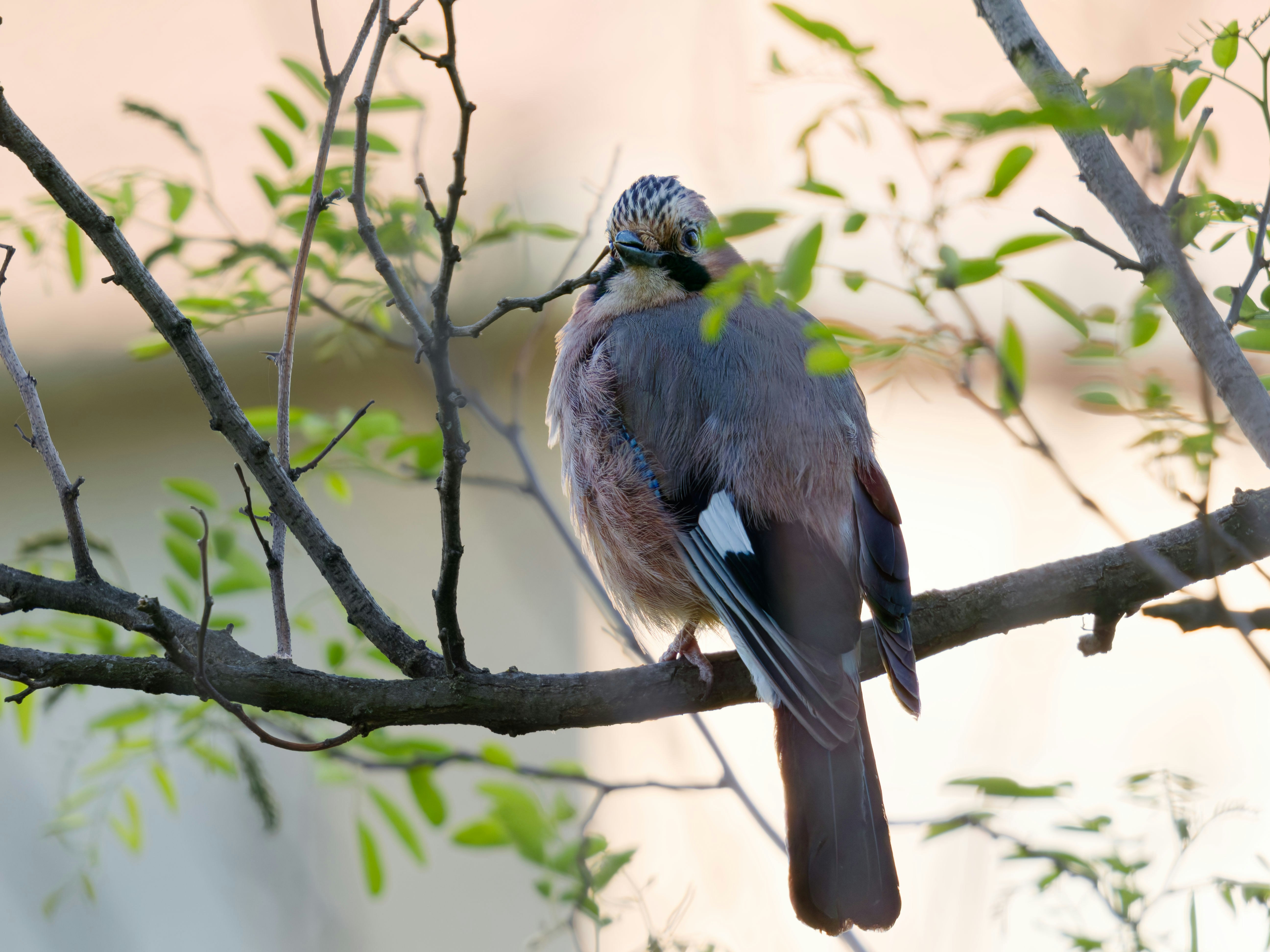 Ein Vogel saß auf einem Ast mit grünen Blättern.