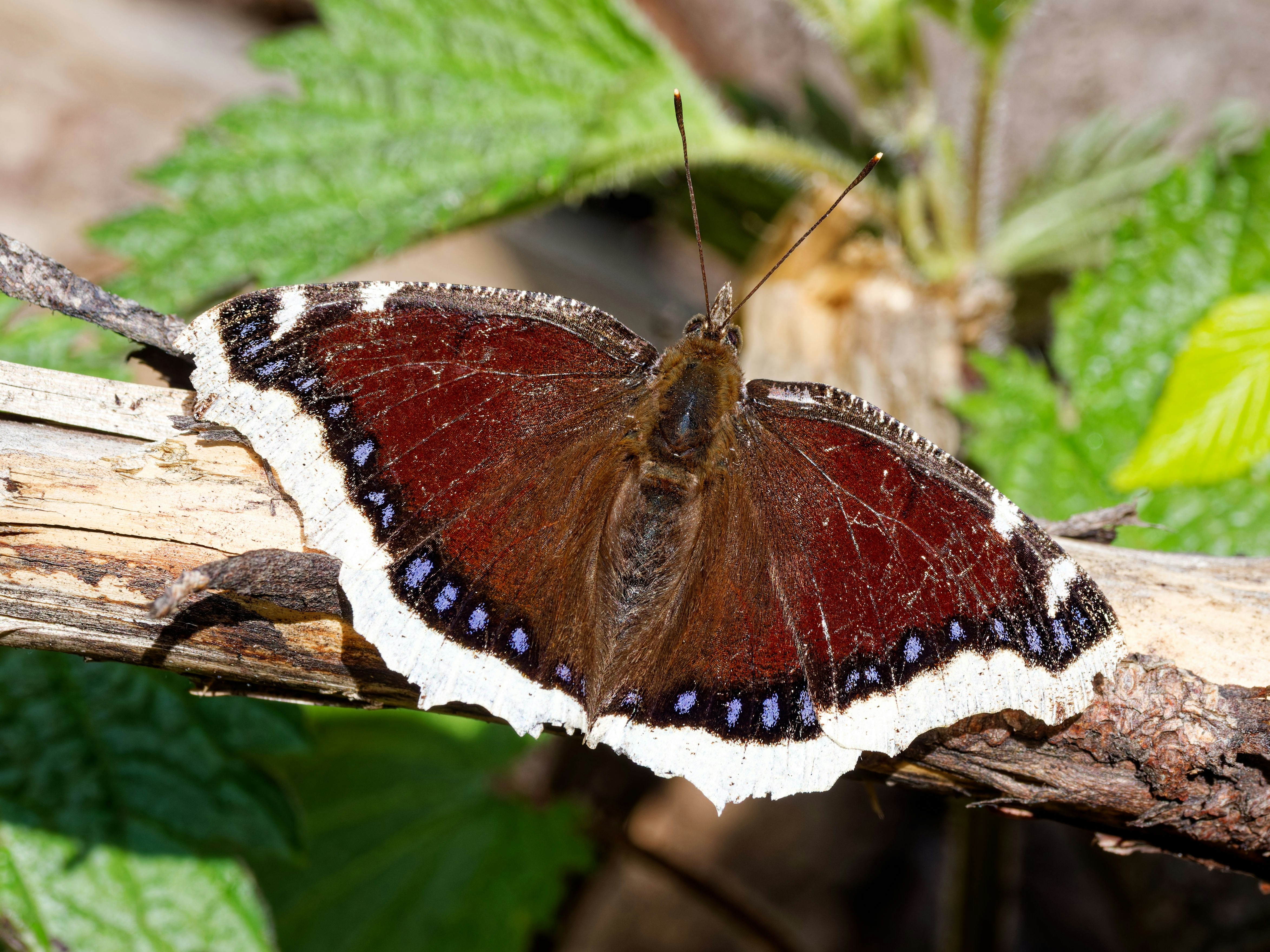 Ein dunkler Schmetterling mit weißen und blau gepunkteten Rändern ruht.