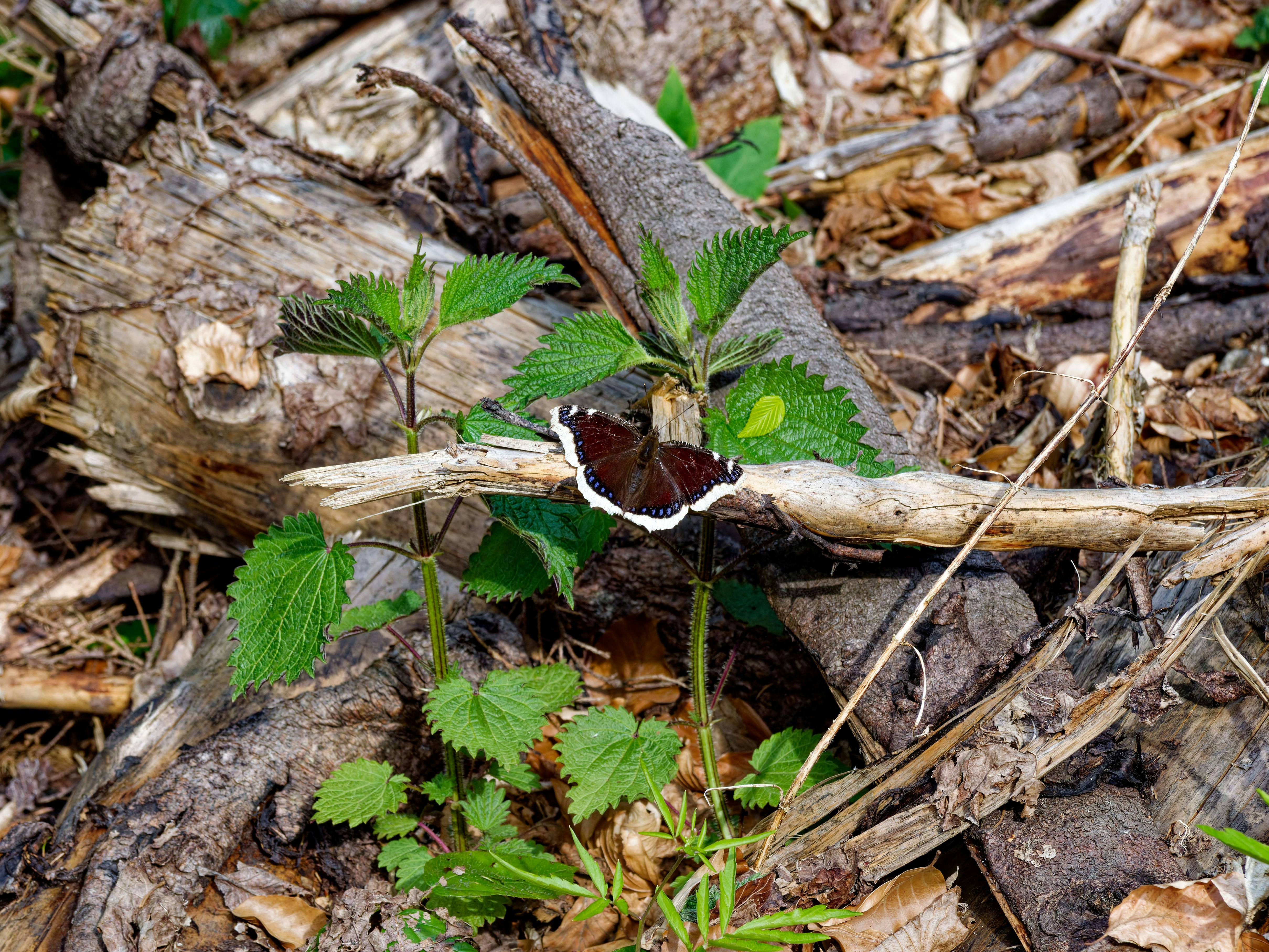 Ein brauner Schmetterling ruht auf einer grünen Pflanze.