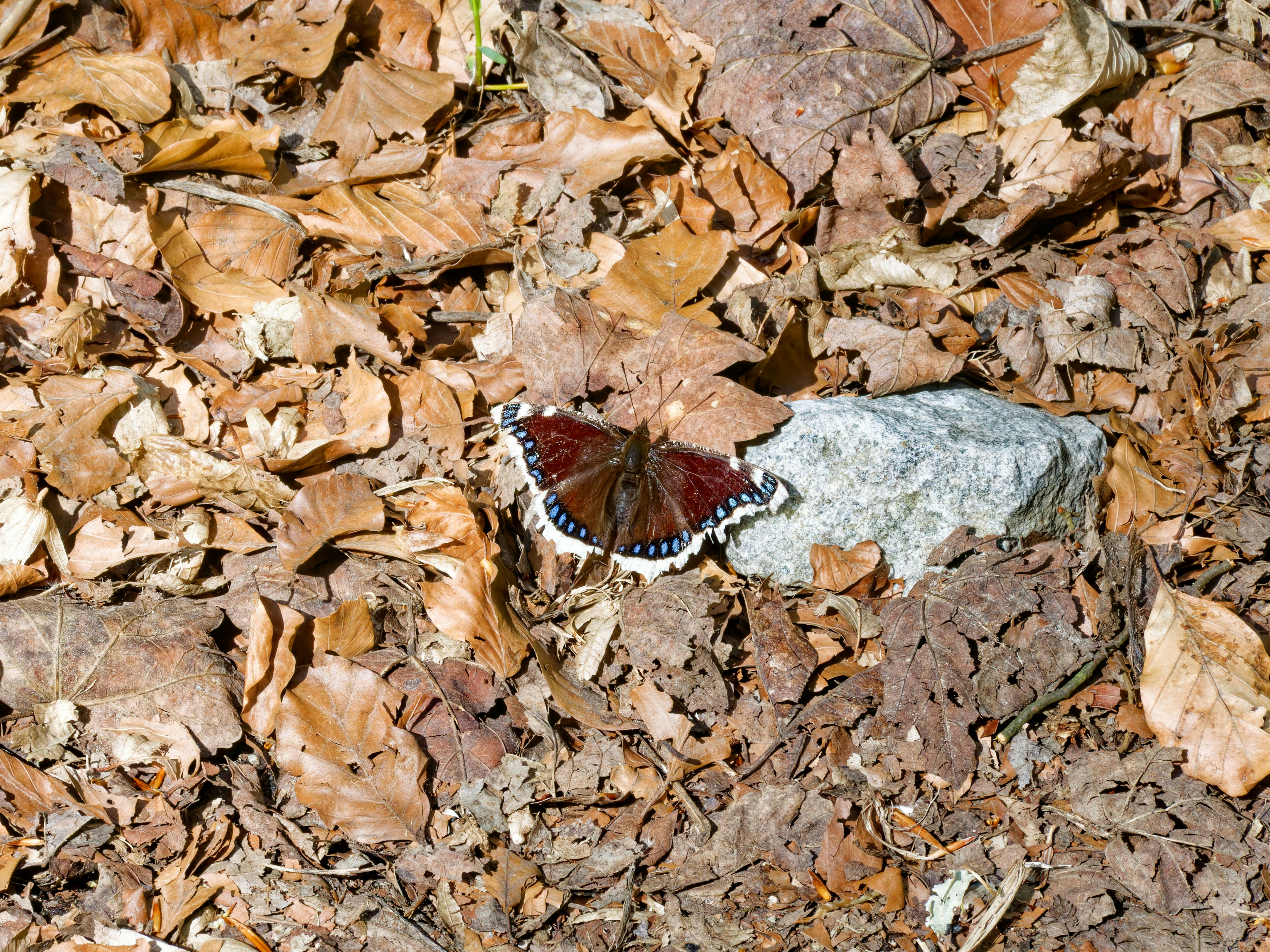 Ein Schmetterling ruht auf einem Felsen, der von gefallenen Blättern umgeben ist.