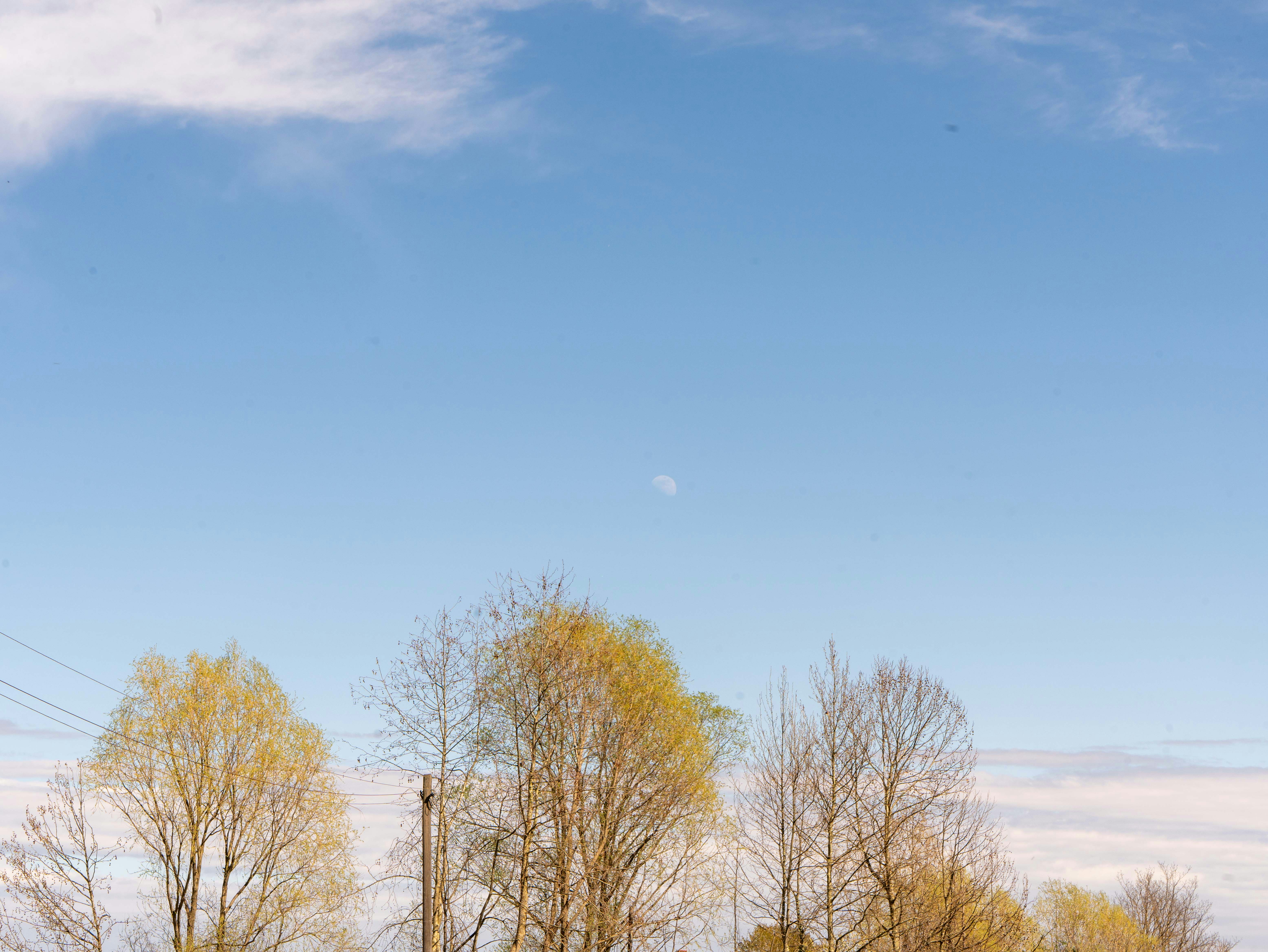 Árvores nuas contra um céu azul brilhante com nuvens