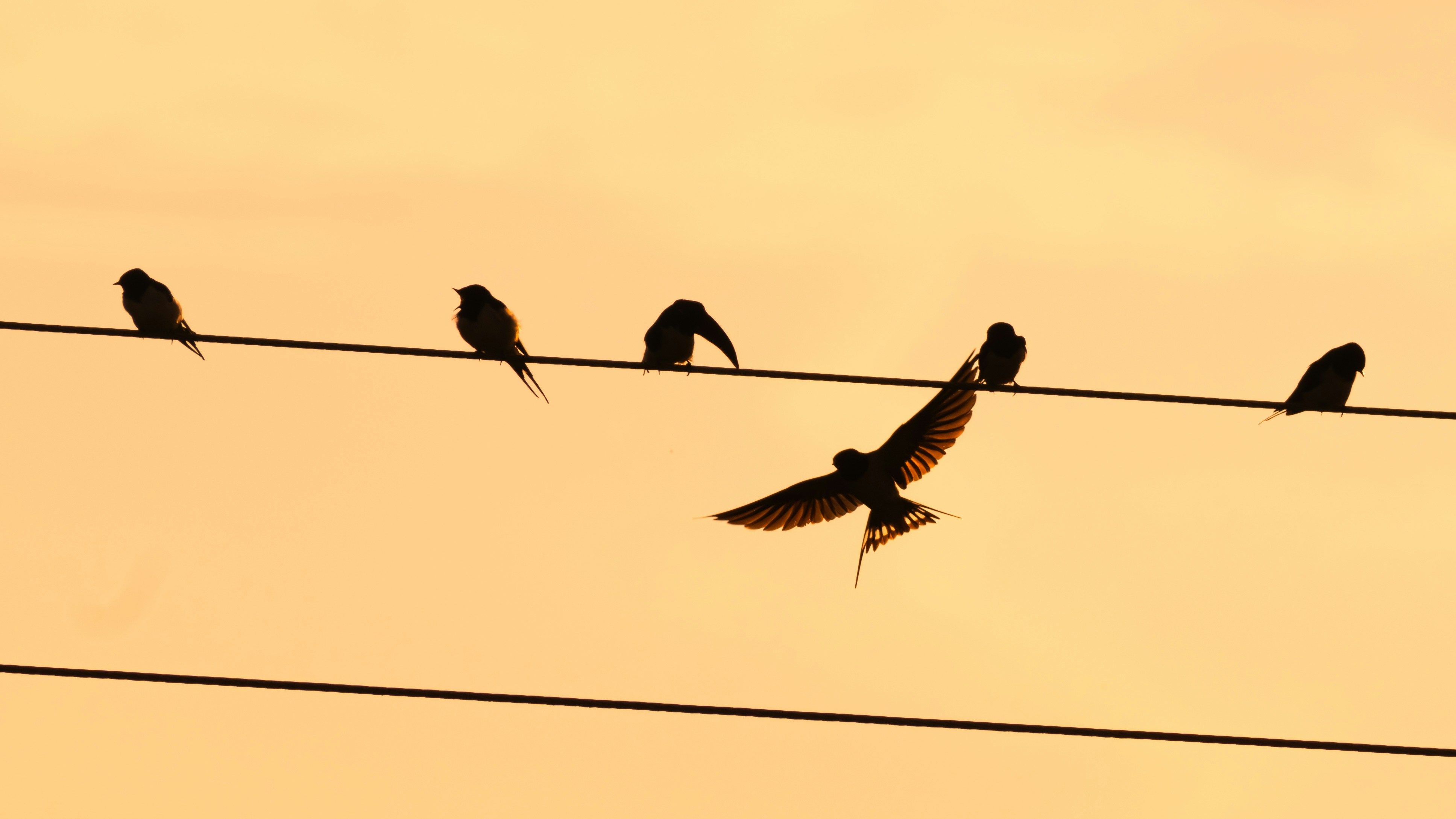 Birds perched on wires against an orange sky