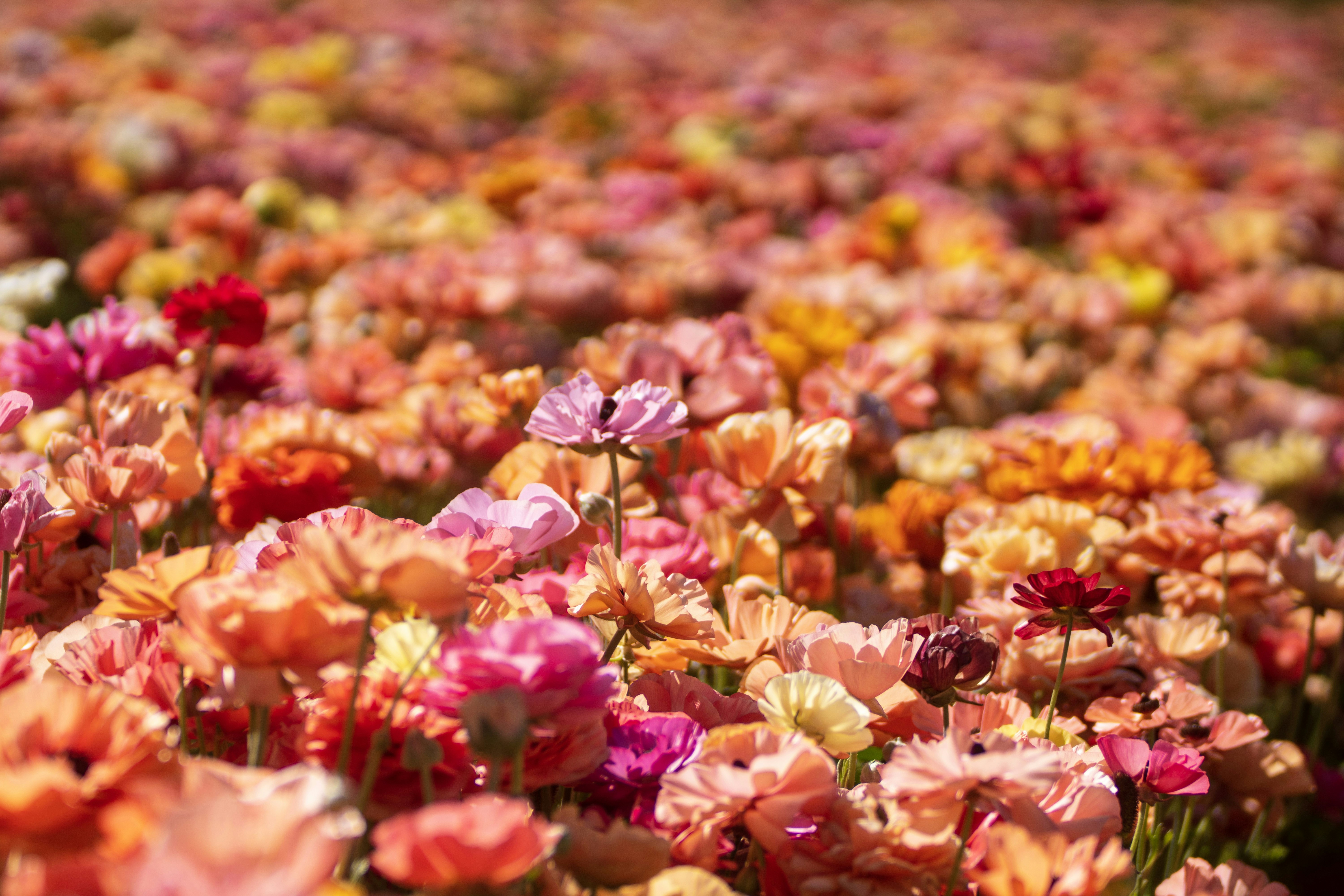 Campo de flores coloridas de ranúnculo em flor