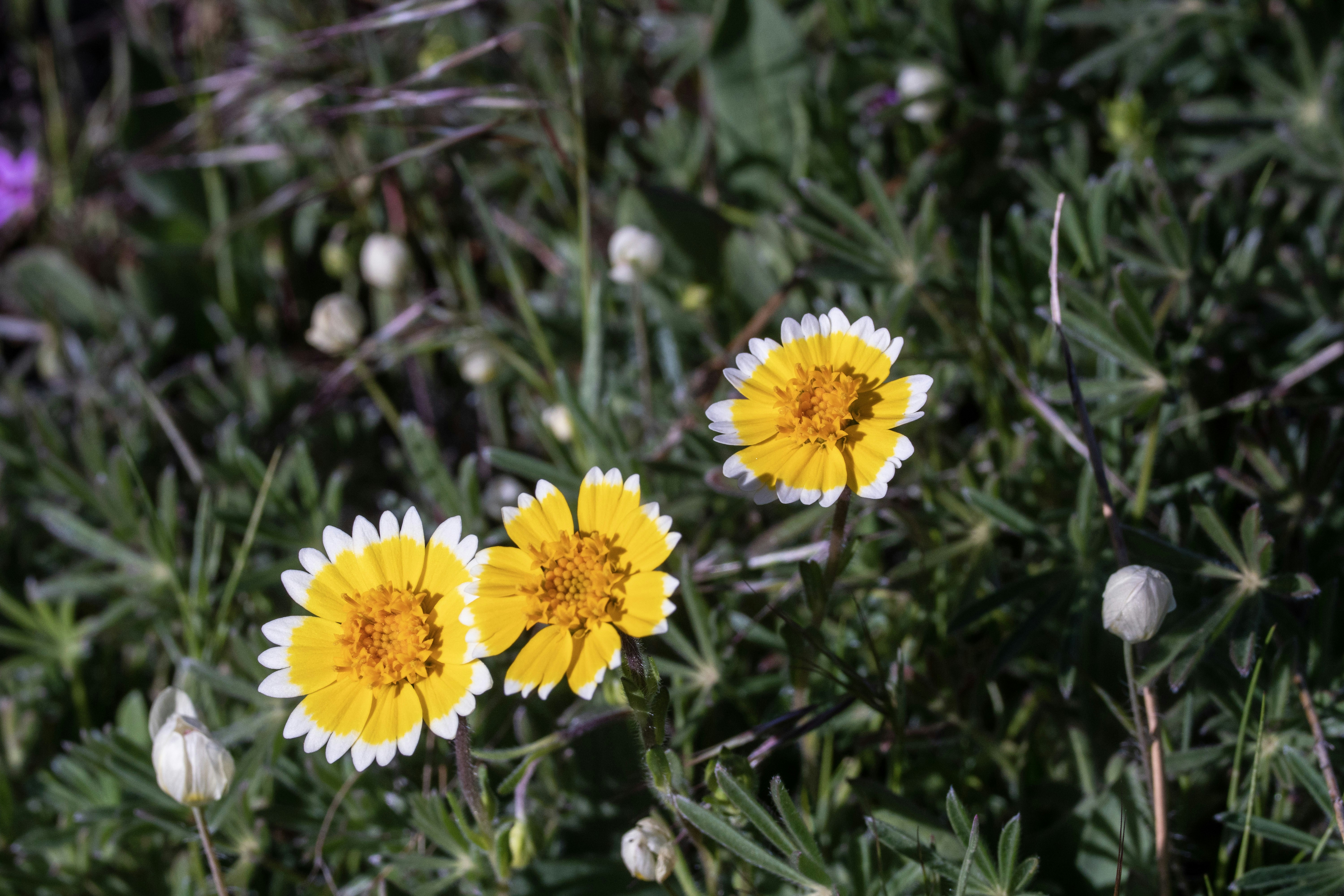 Três margaridas amarelas e brancas florescem na grama verde.