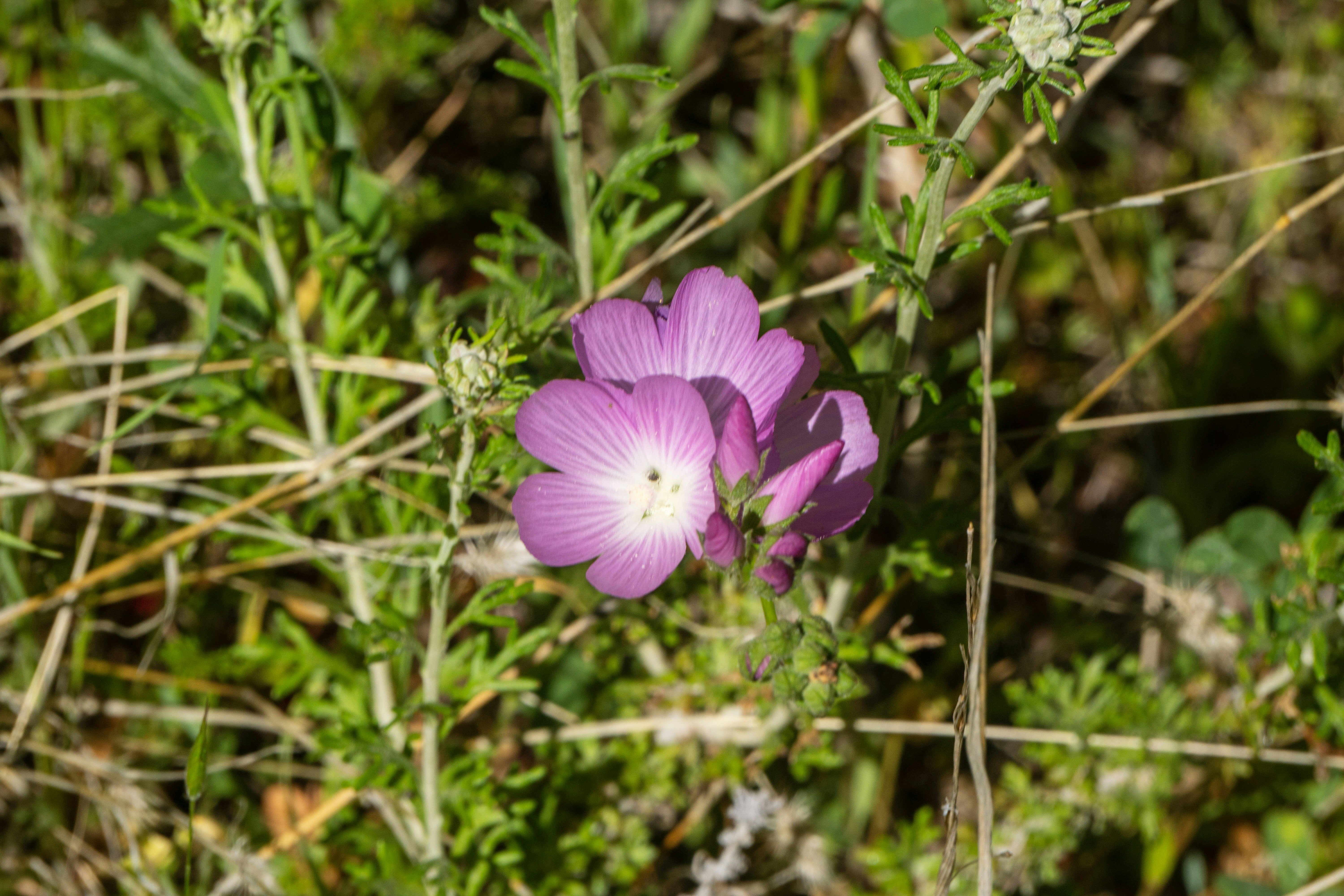 Uma delicada flor rosa com centro branco floresce.