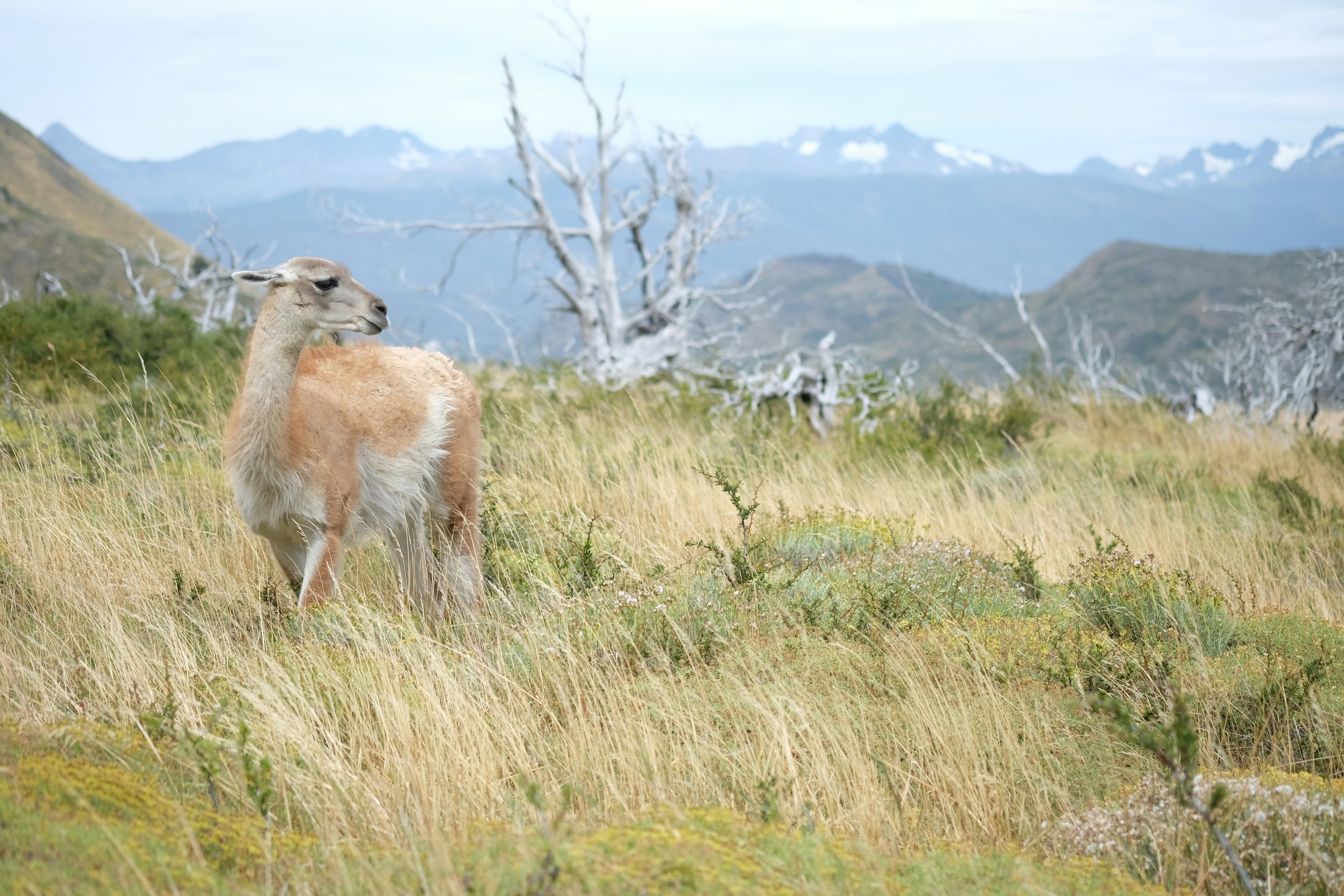 Um guanaco está em um campo gramado com montanhas atrás.
