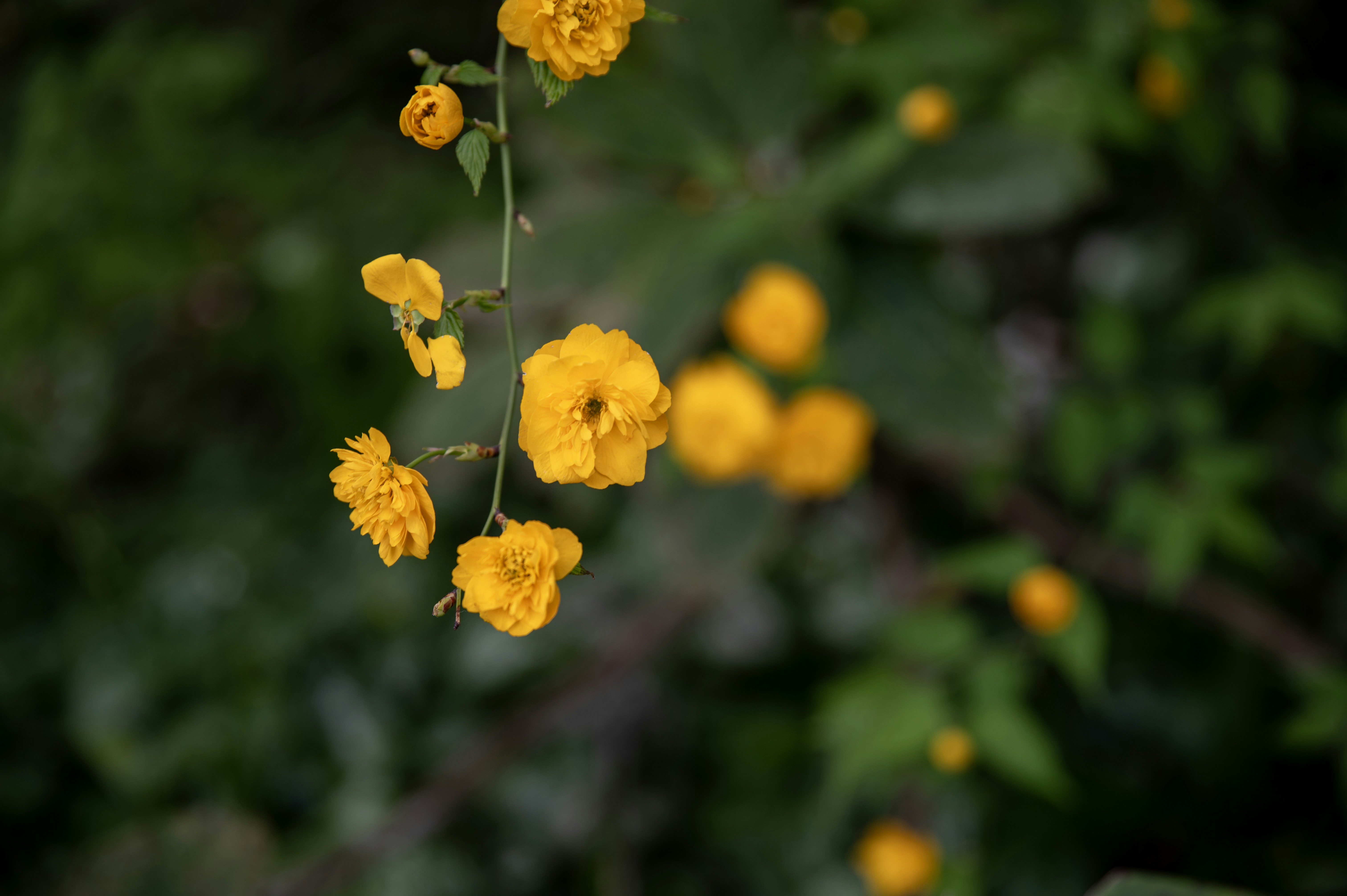 Photo by tracminhvu