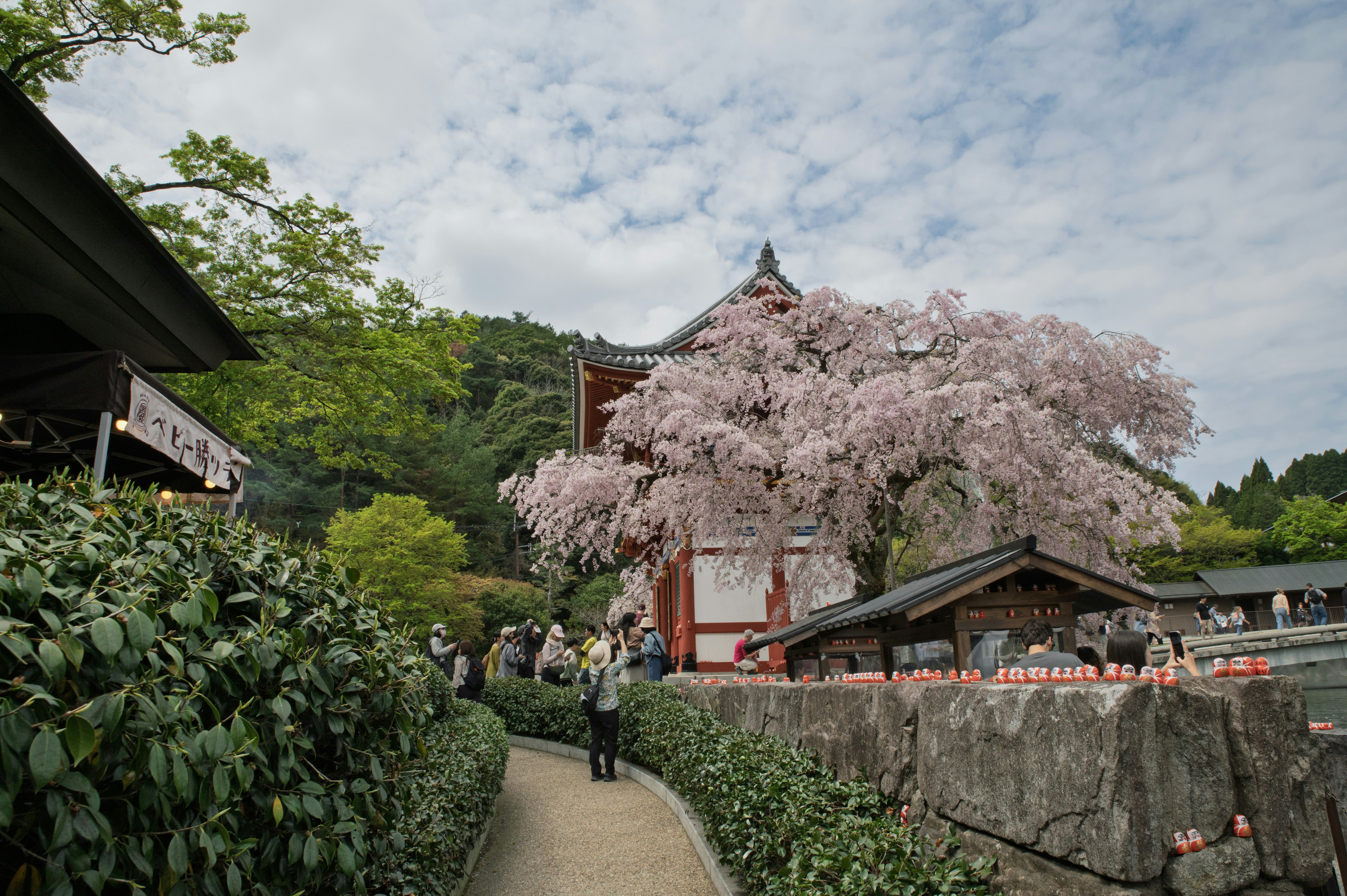 A blooming cherry blossom tree in front of a temple.