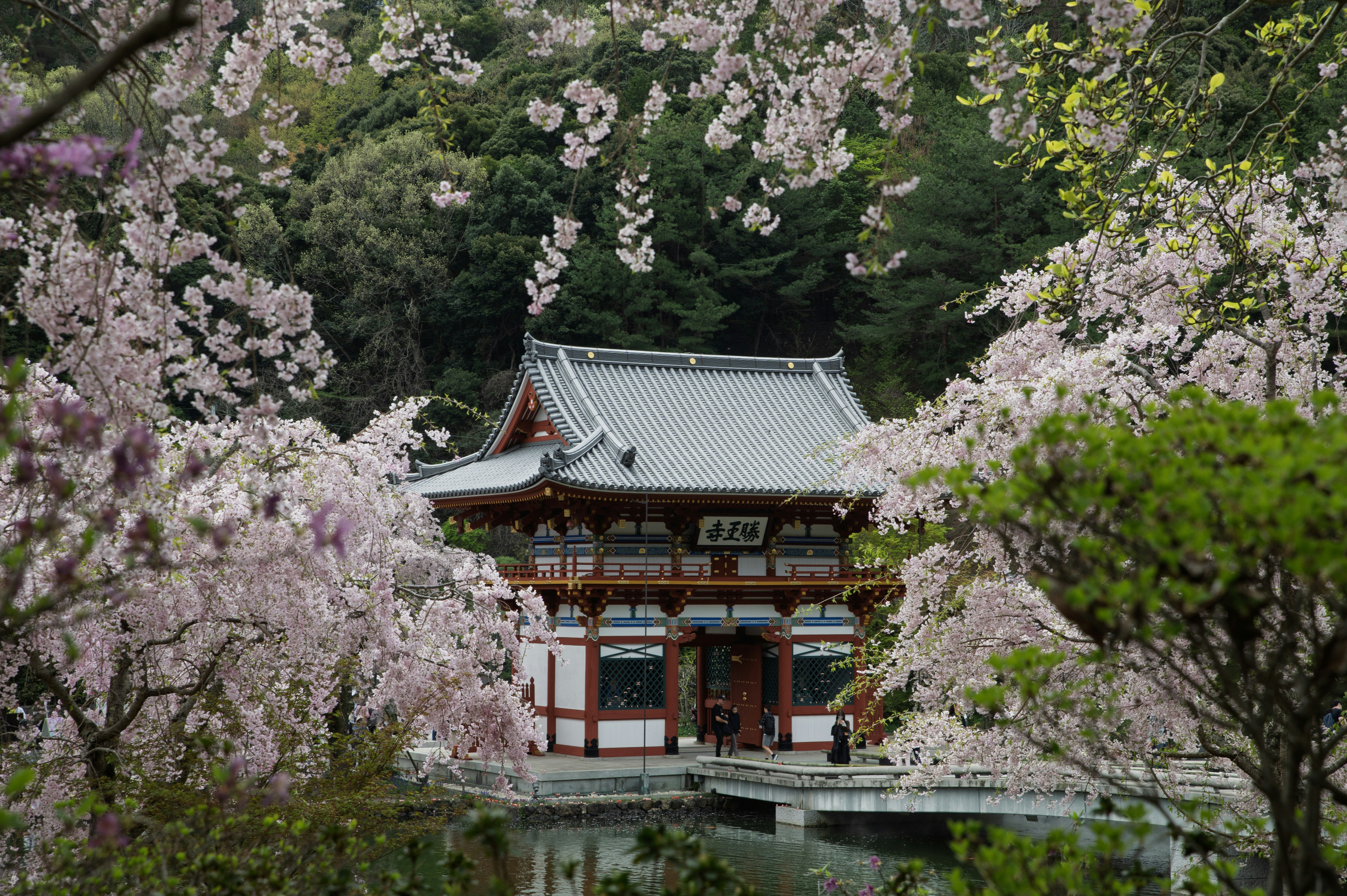 Traditional japanese temple surrounded by cherry blossoms