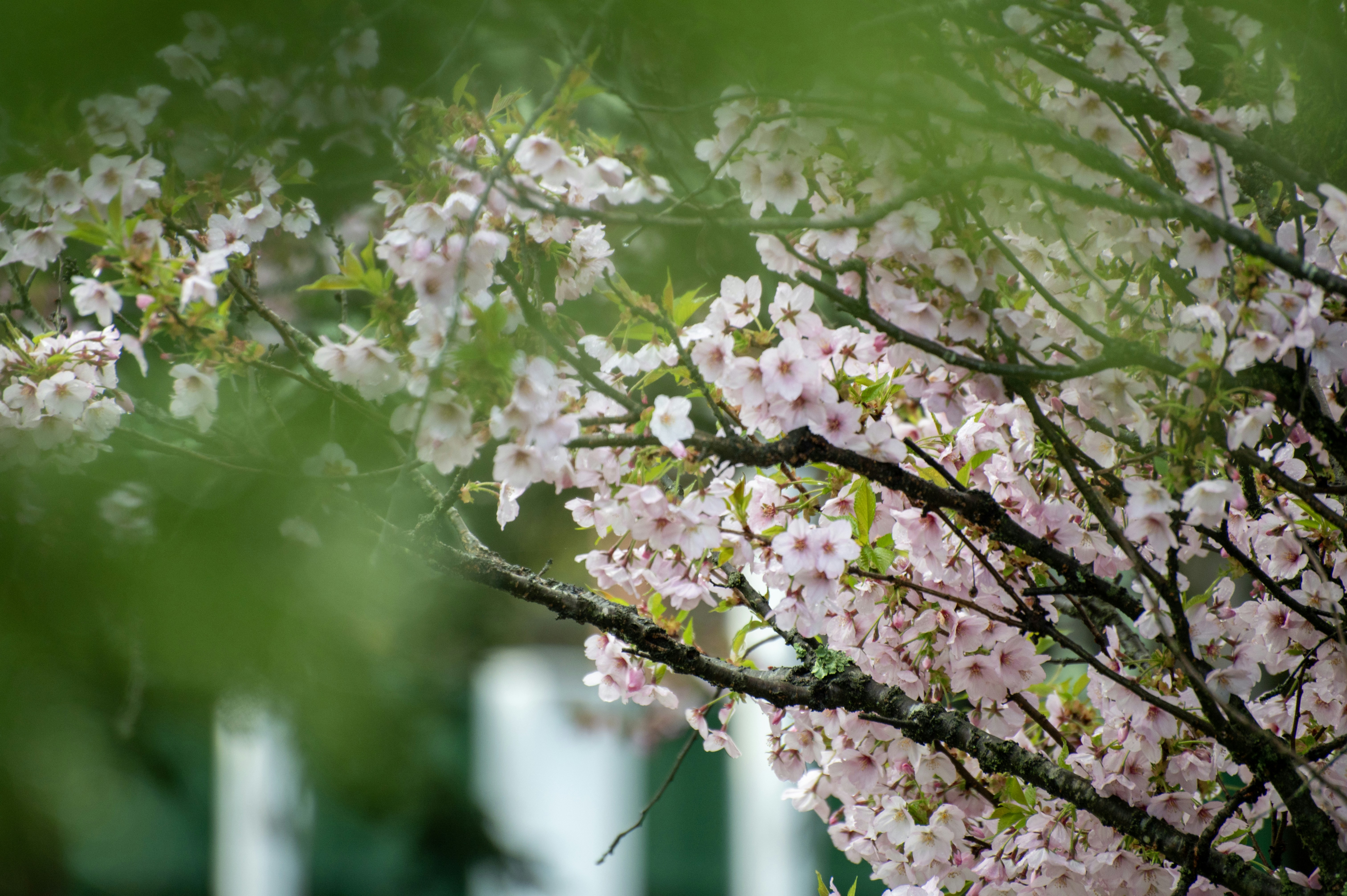 Photo by tracminhvu