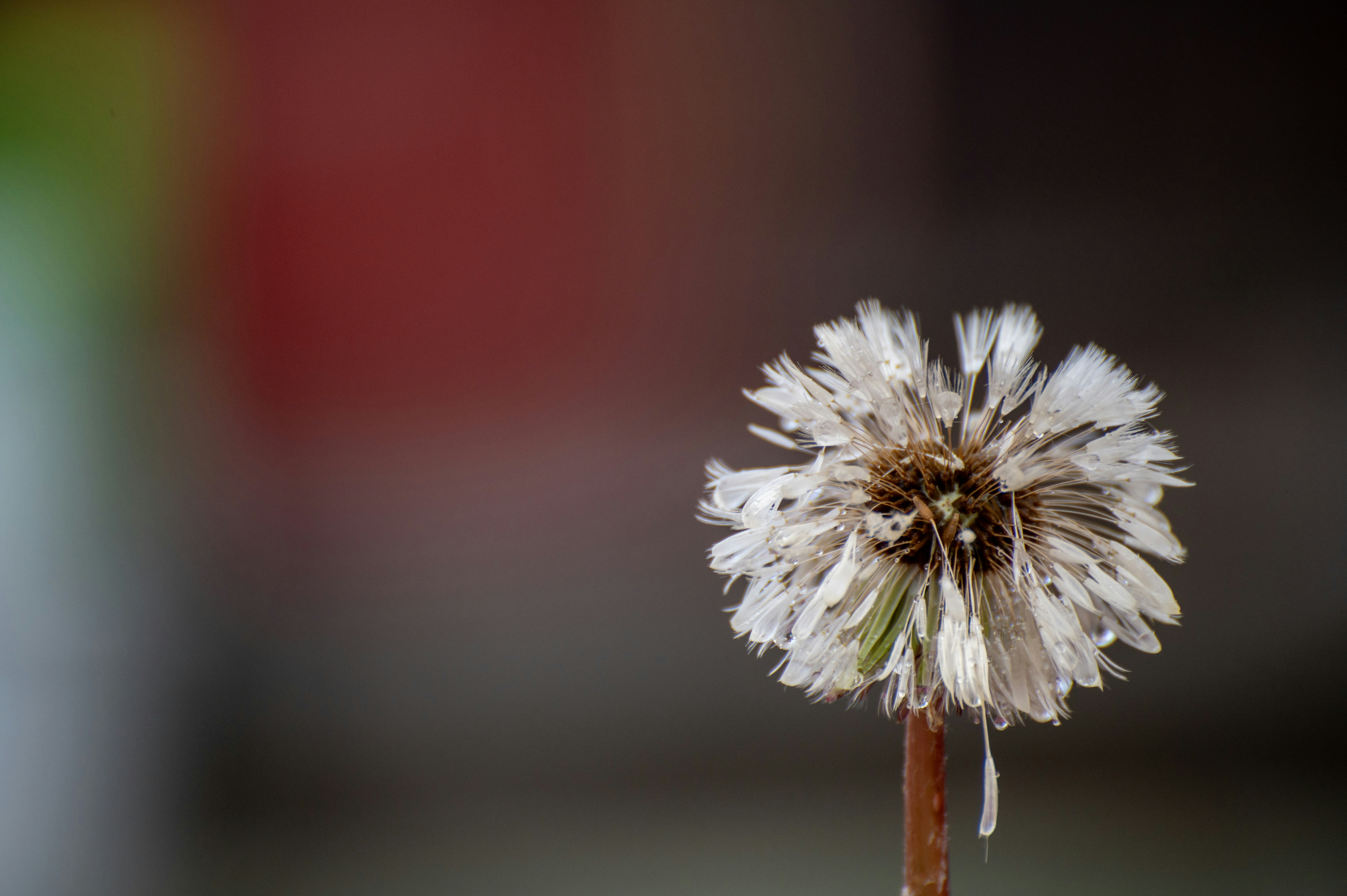 A dried dandelion seed head with water droplets.