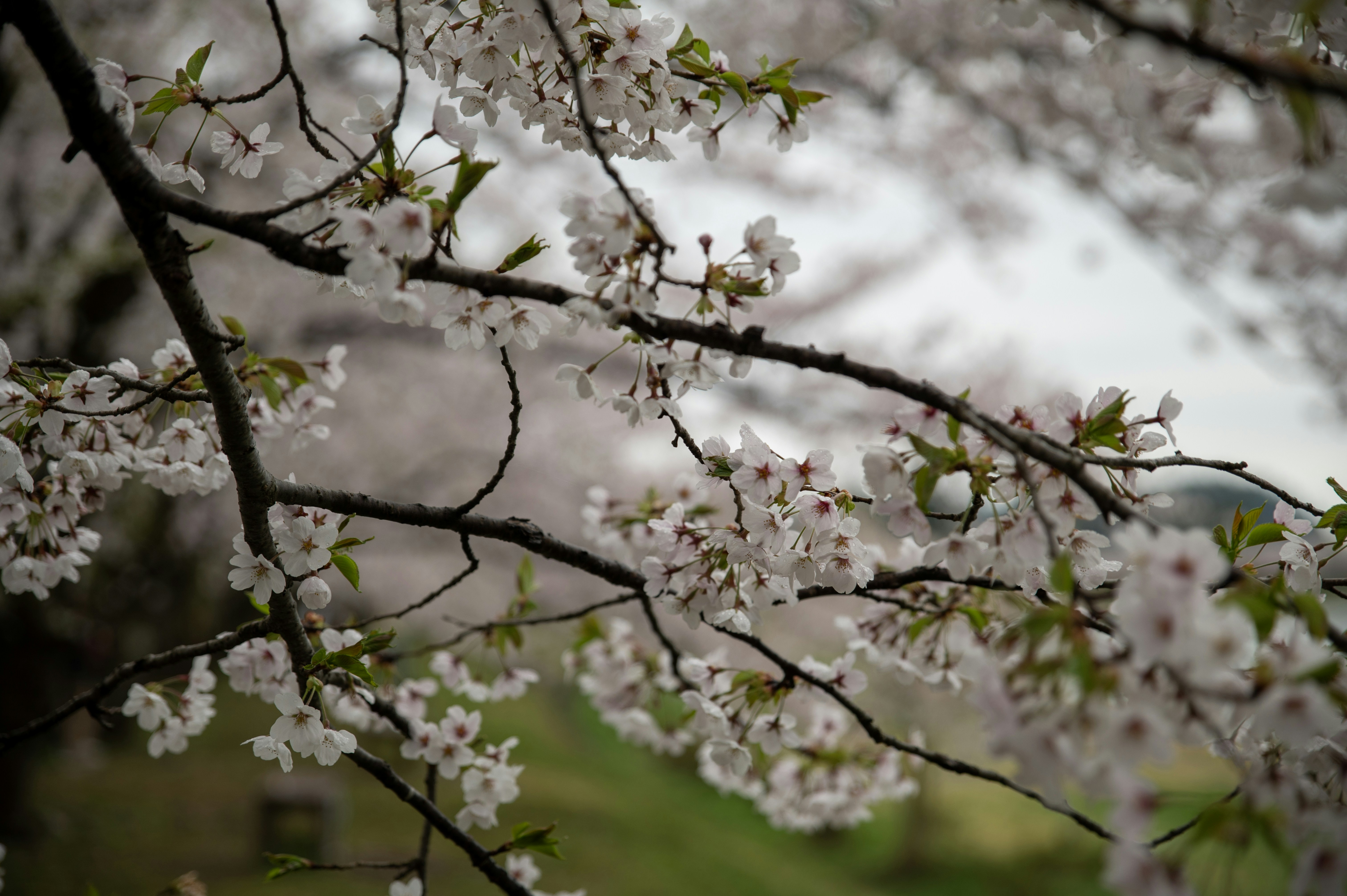 Photo by tracminhvu
