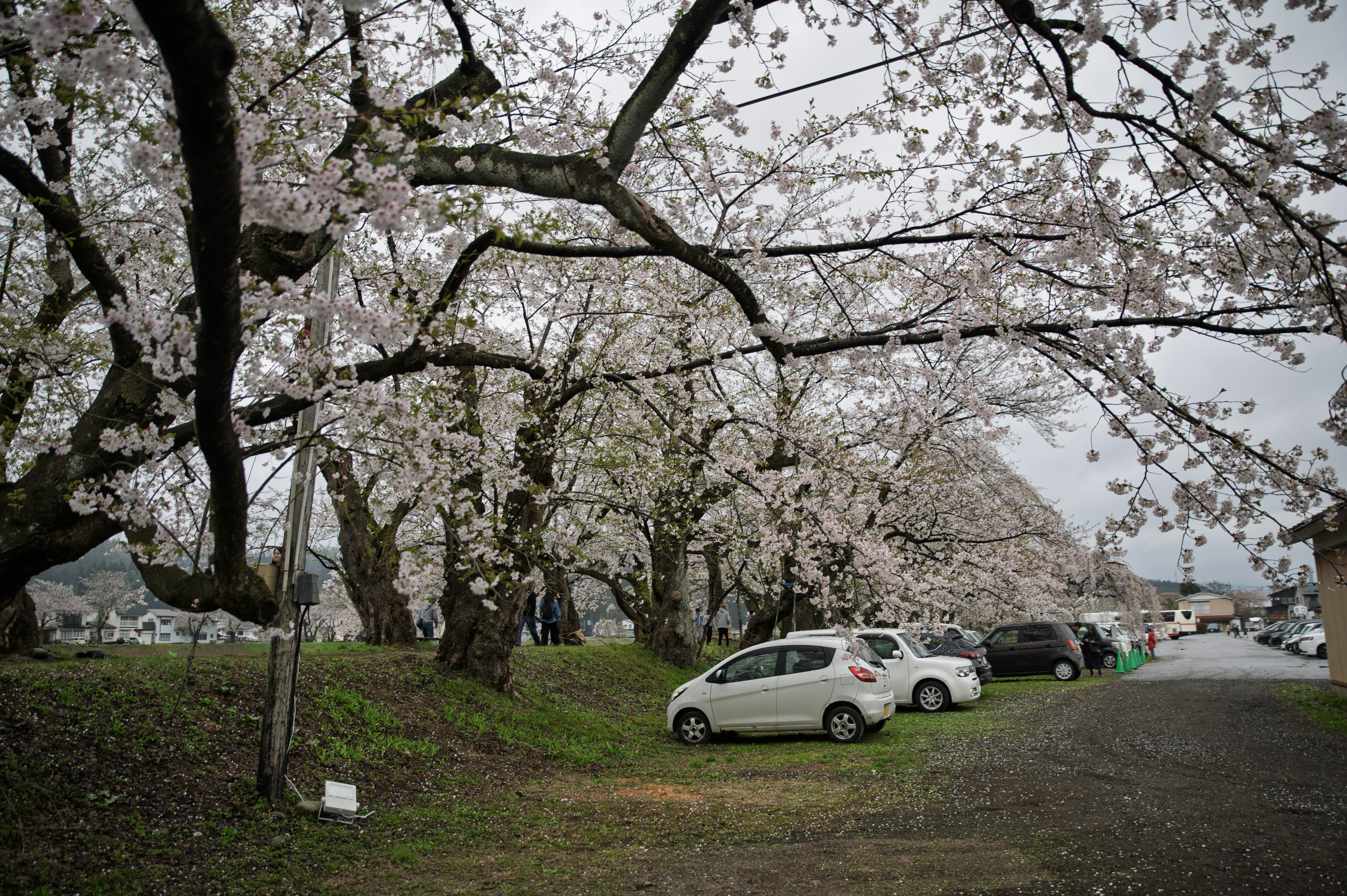 桜の木が田舎道に並び、駐車された車も並んでいます。