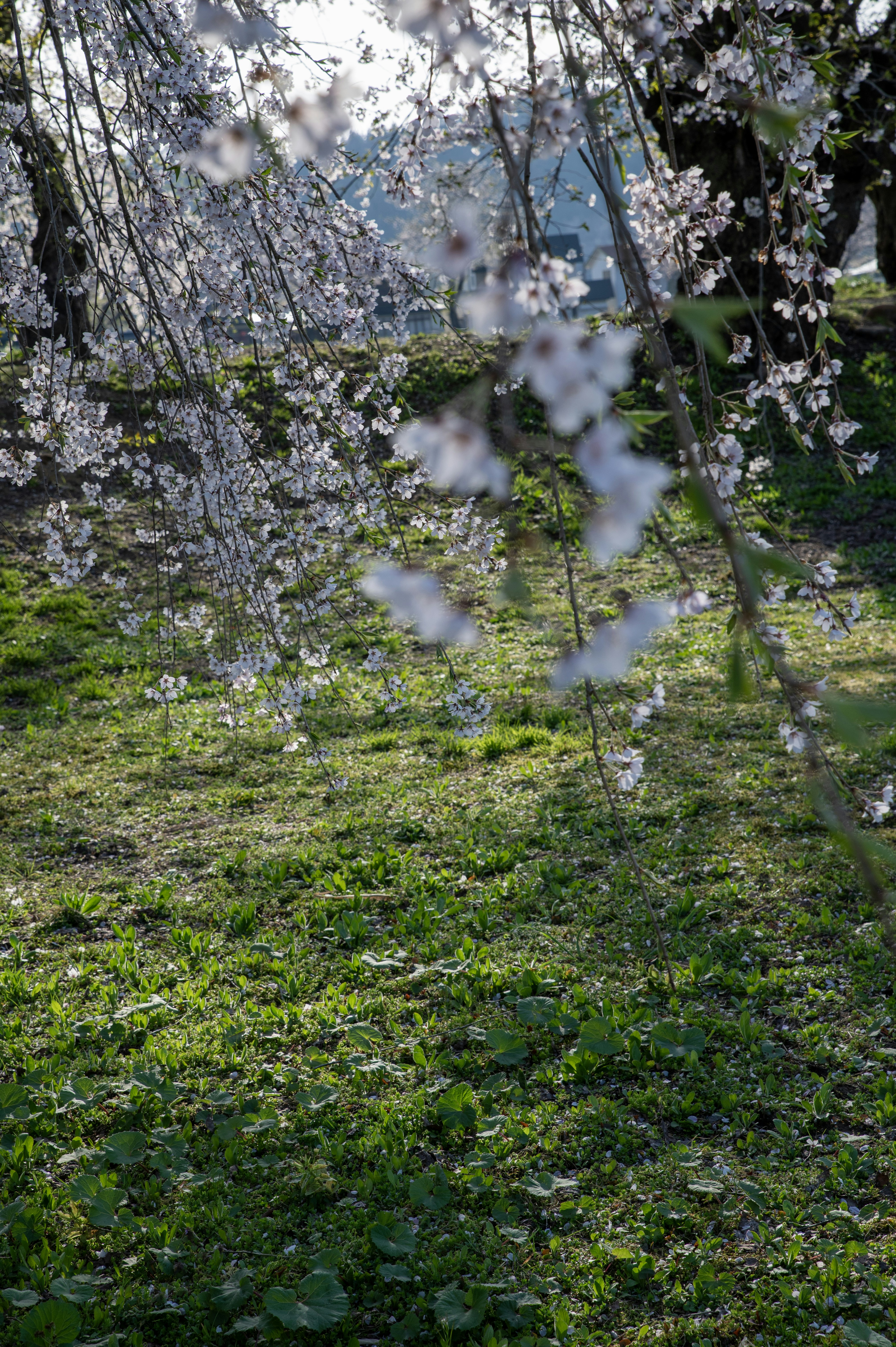 桜の花が草の茂った丘の上にぶら下がっている。
