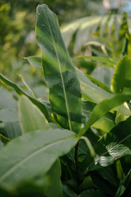 Close-up of lush green leaves with water droplets