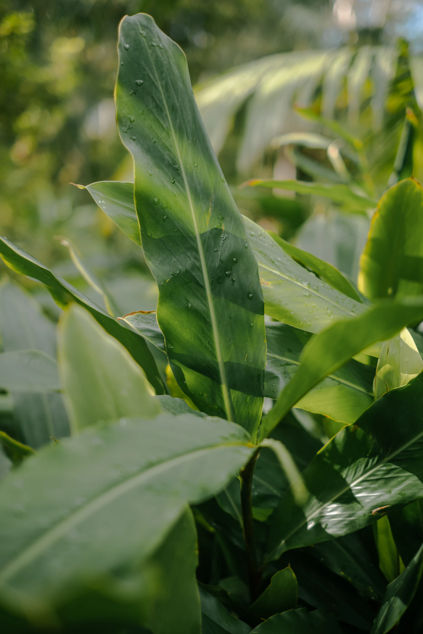 Spice plantation foliage