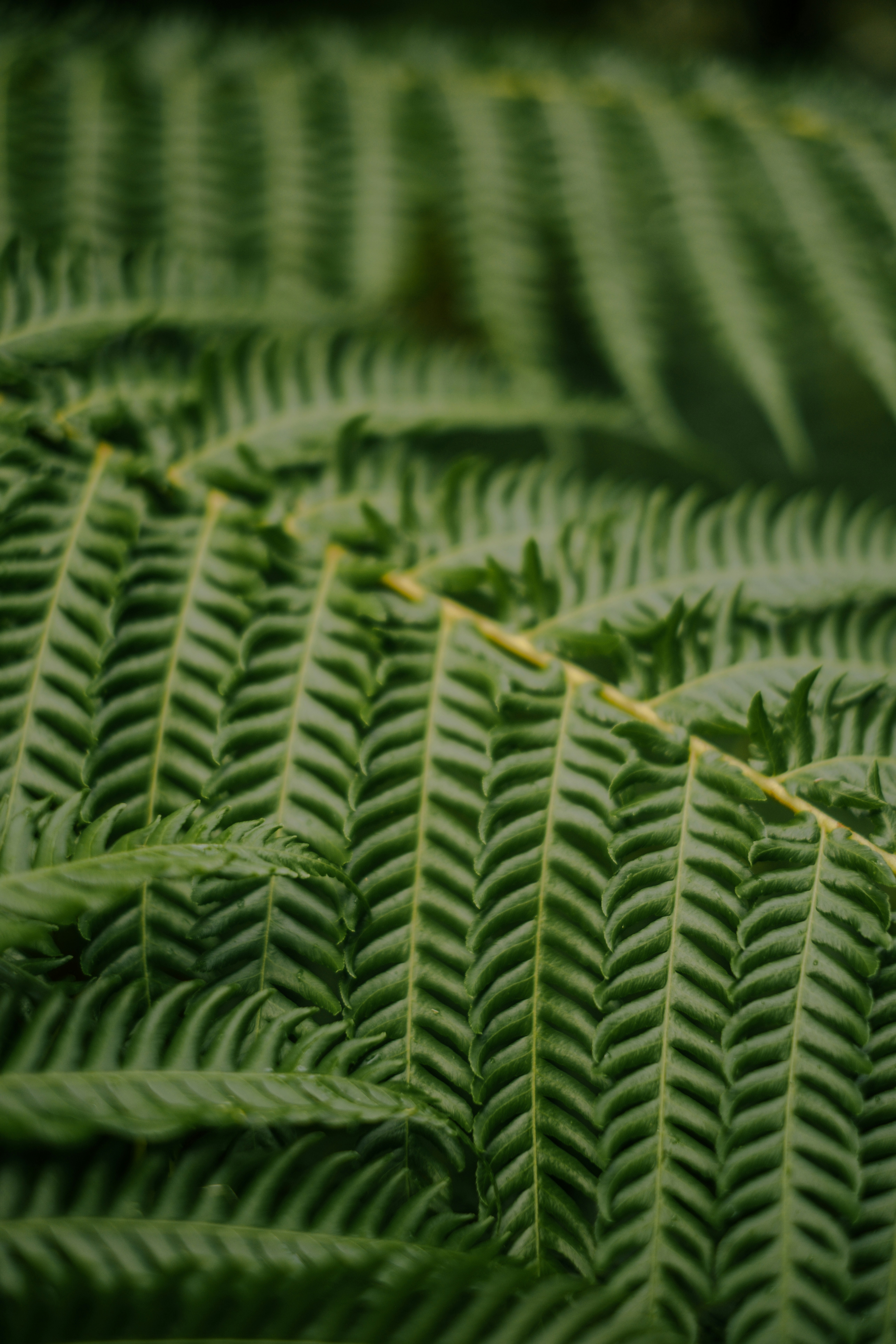Close-up daun pakis hijau cerah dengan pola yang rumit.