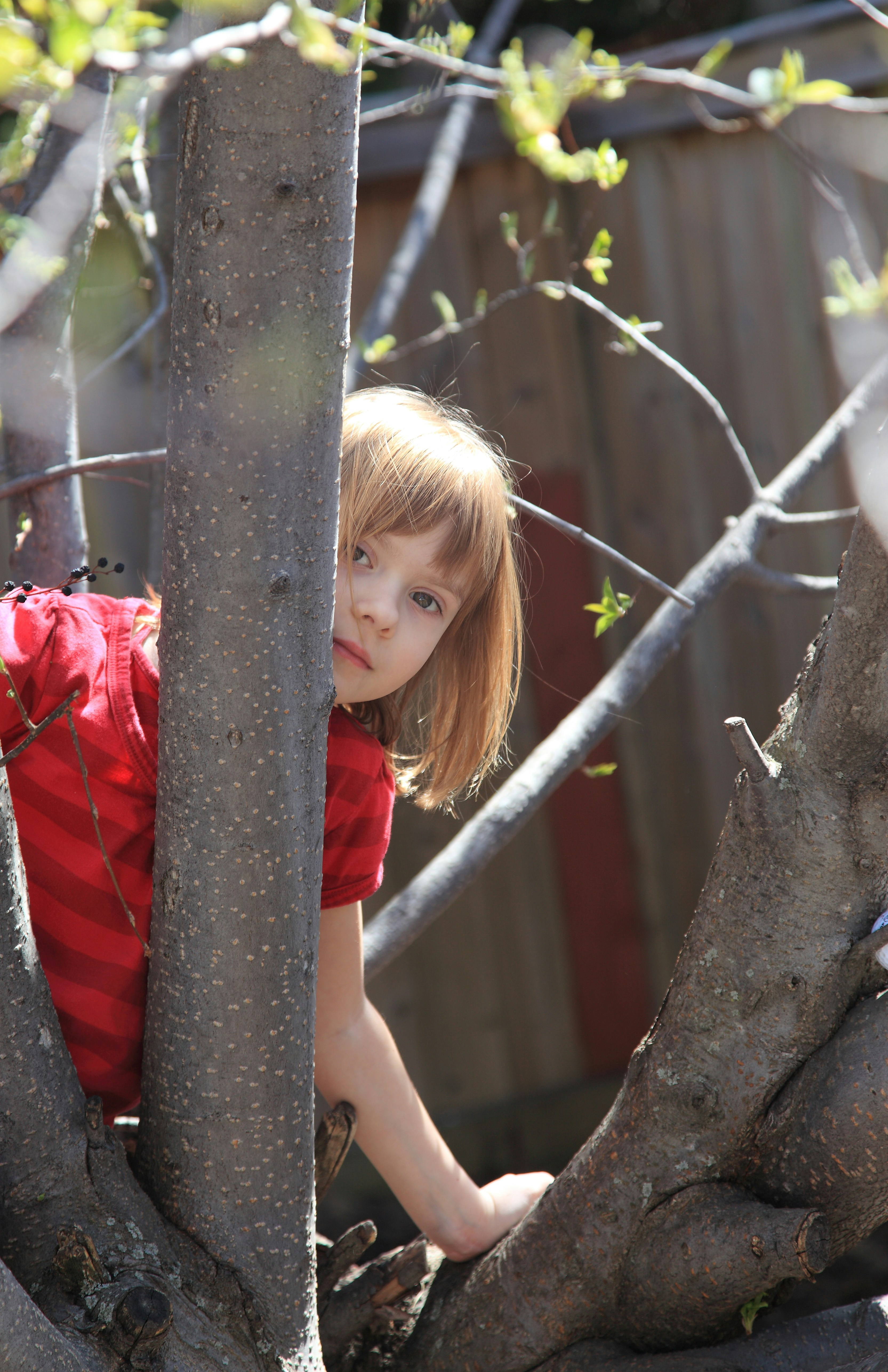 Little girl peeking from behind a tree trunk.