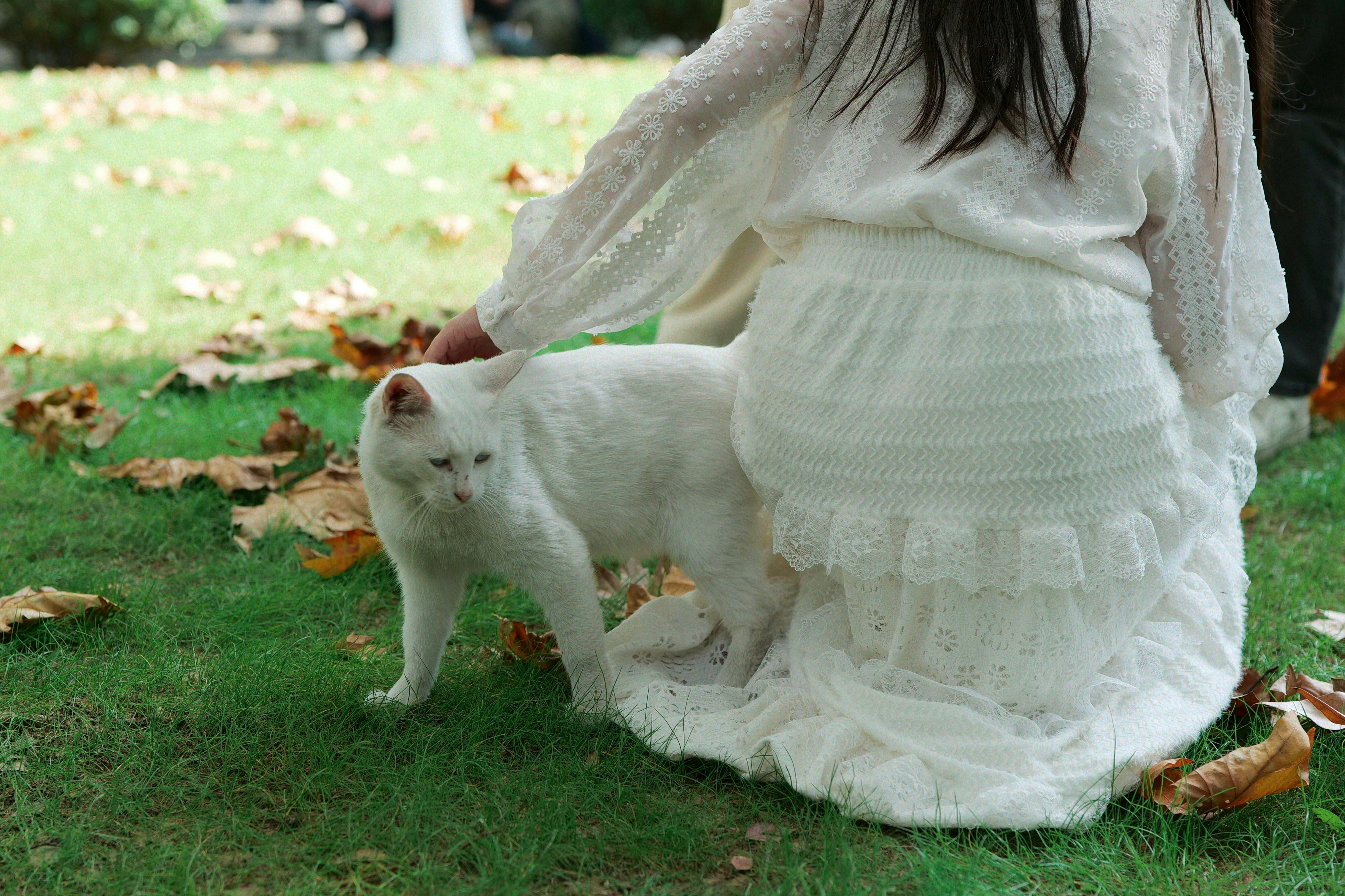 A person pets a white cat on a grassy lawn.