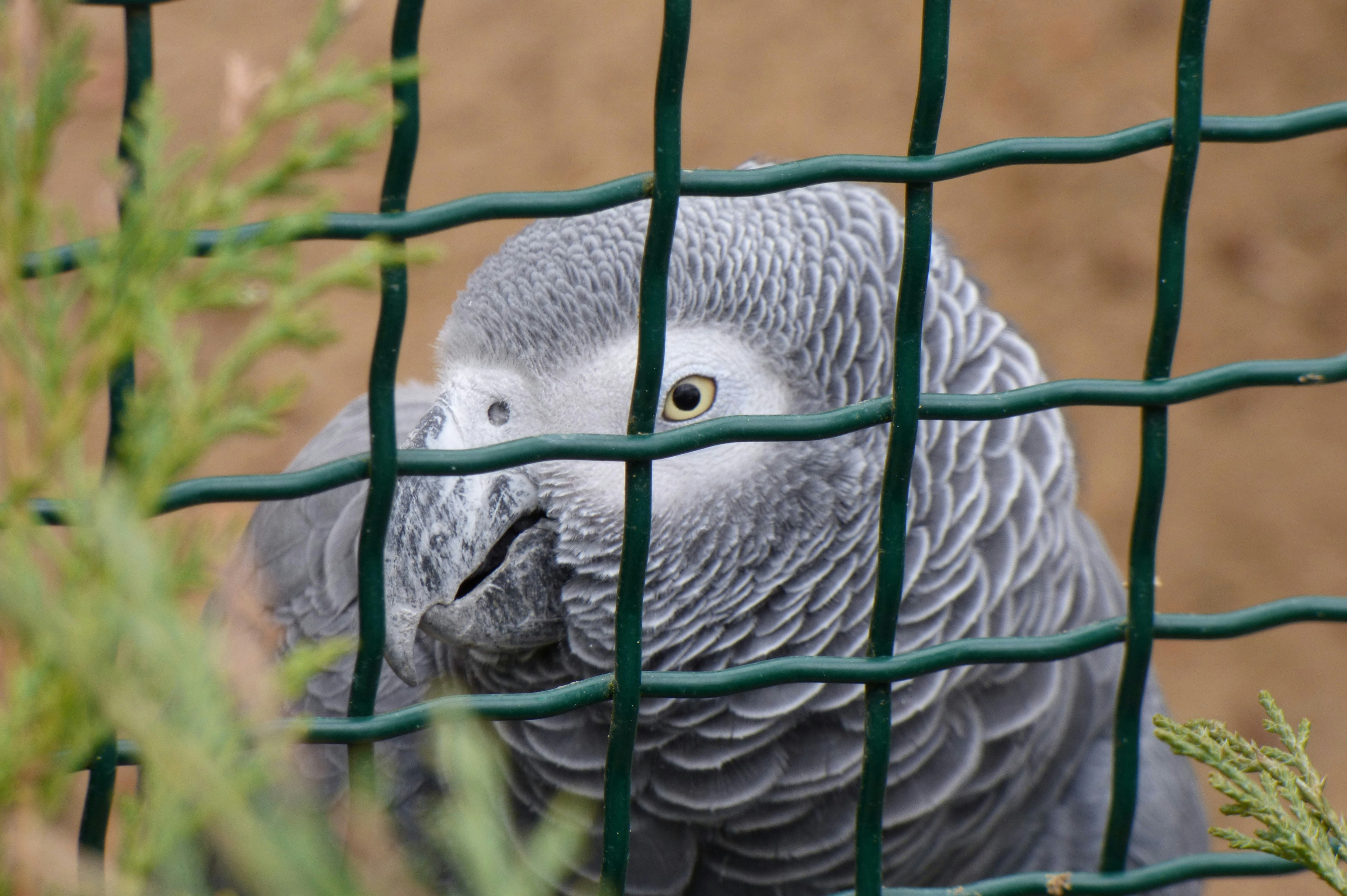 Un loro gris detrás de una valla verde.