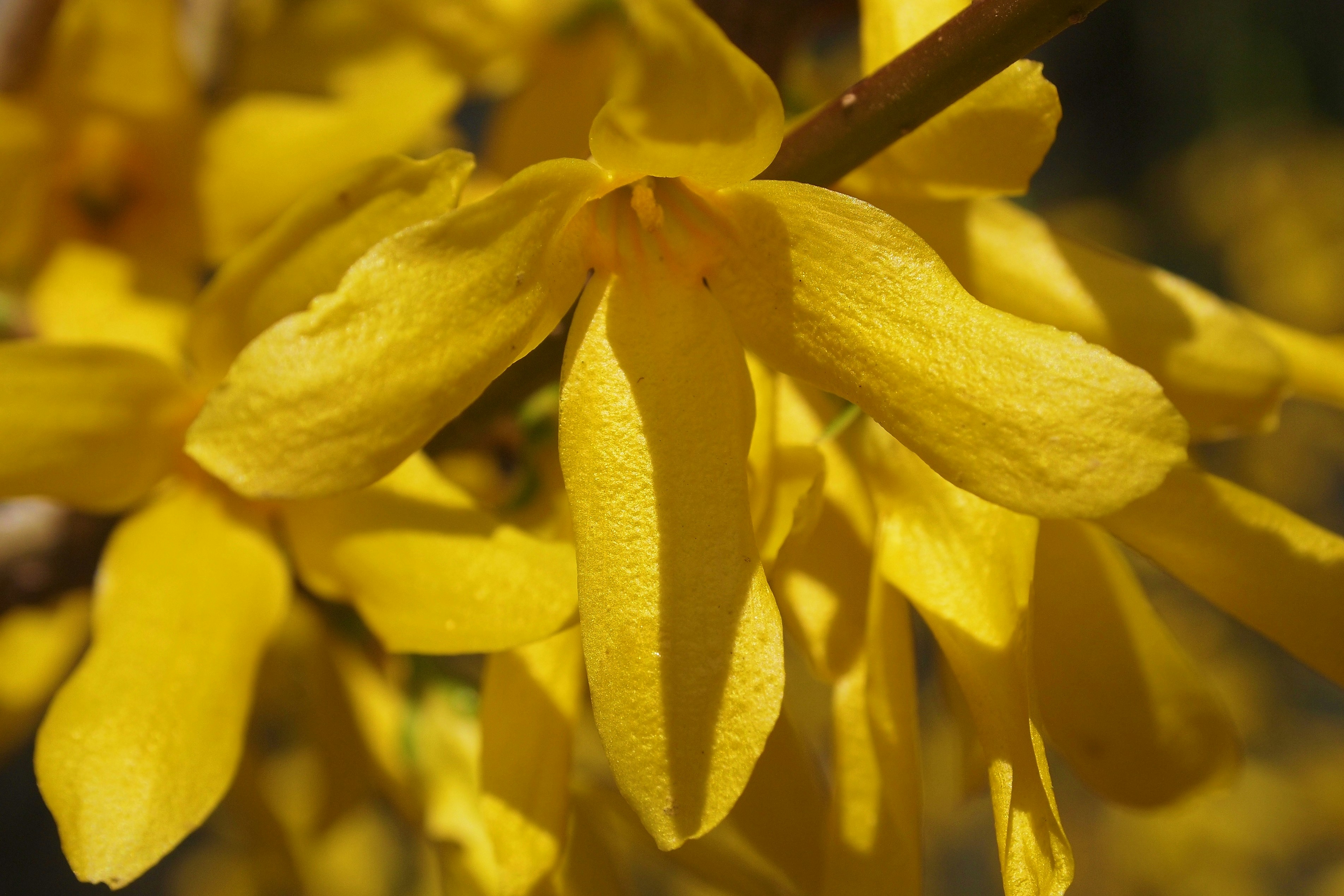Primer plano de flores de forsitia amarillo brillante en flor.