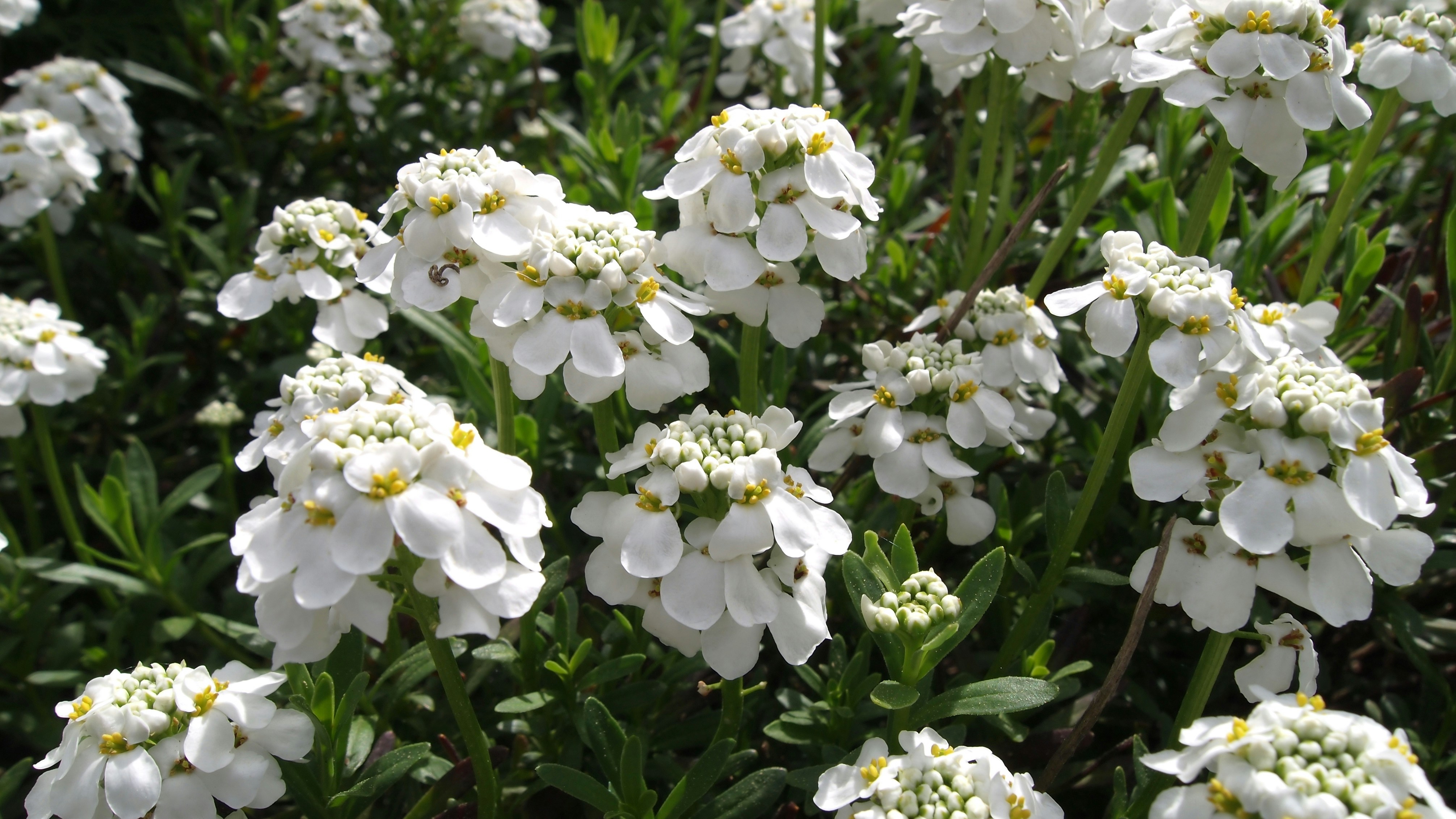 Racimos de pequeñas flores blancas con hojas verdes